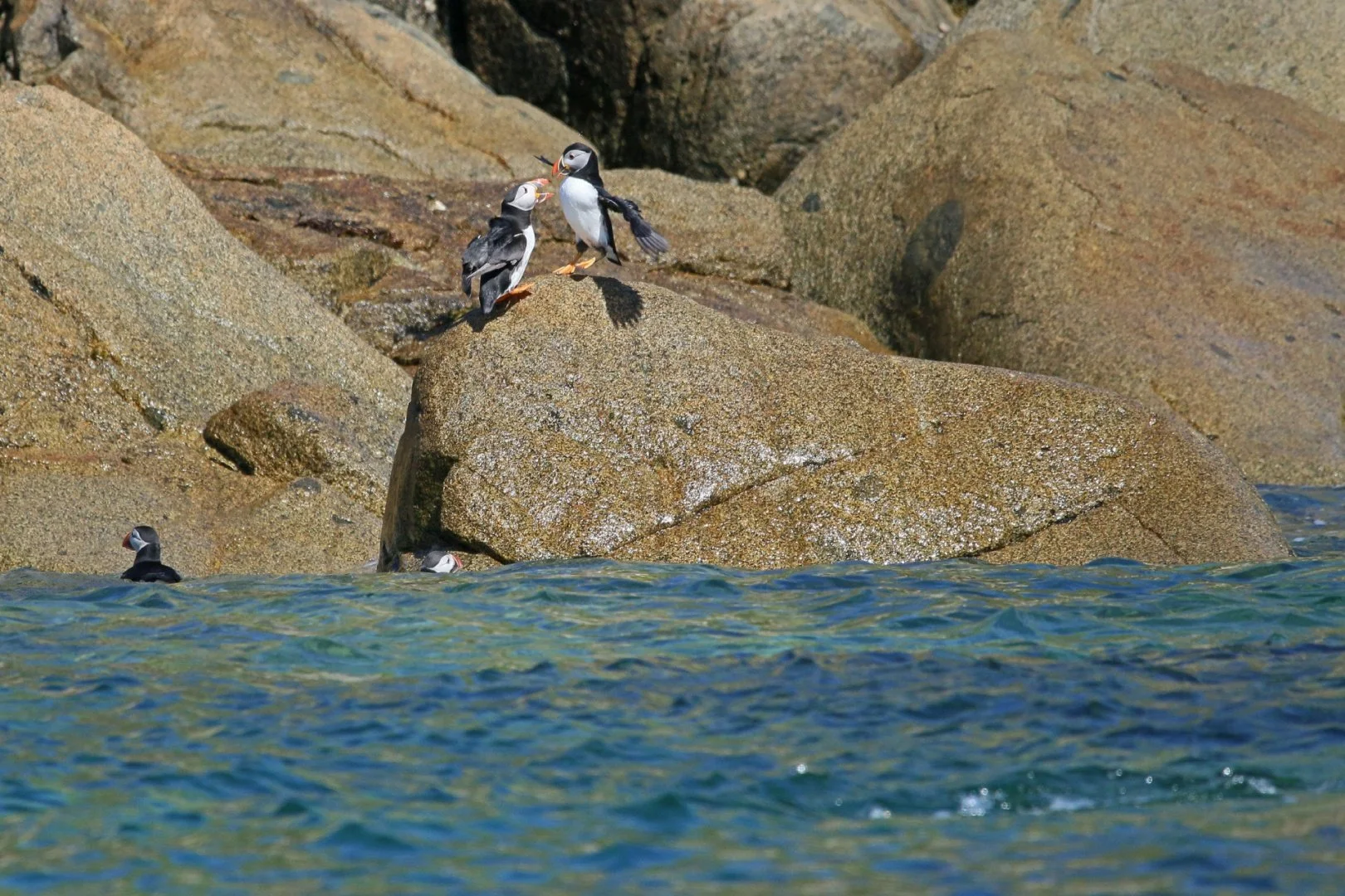 Prise-de-becs-chez-les-Macareux.jpg