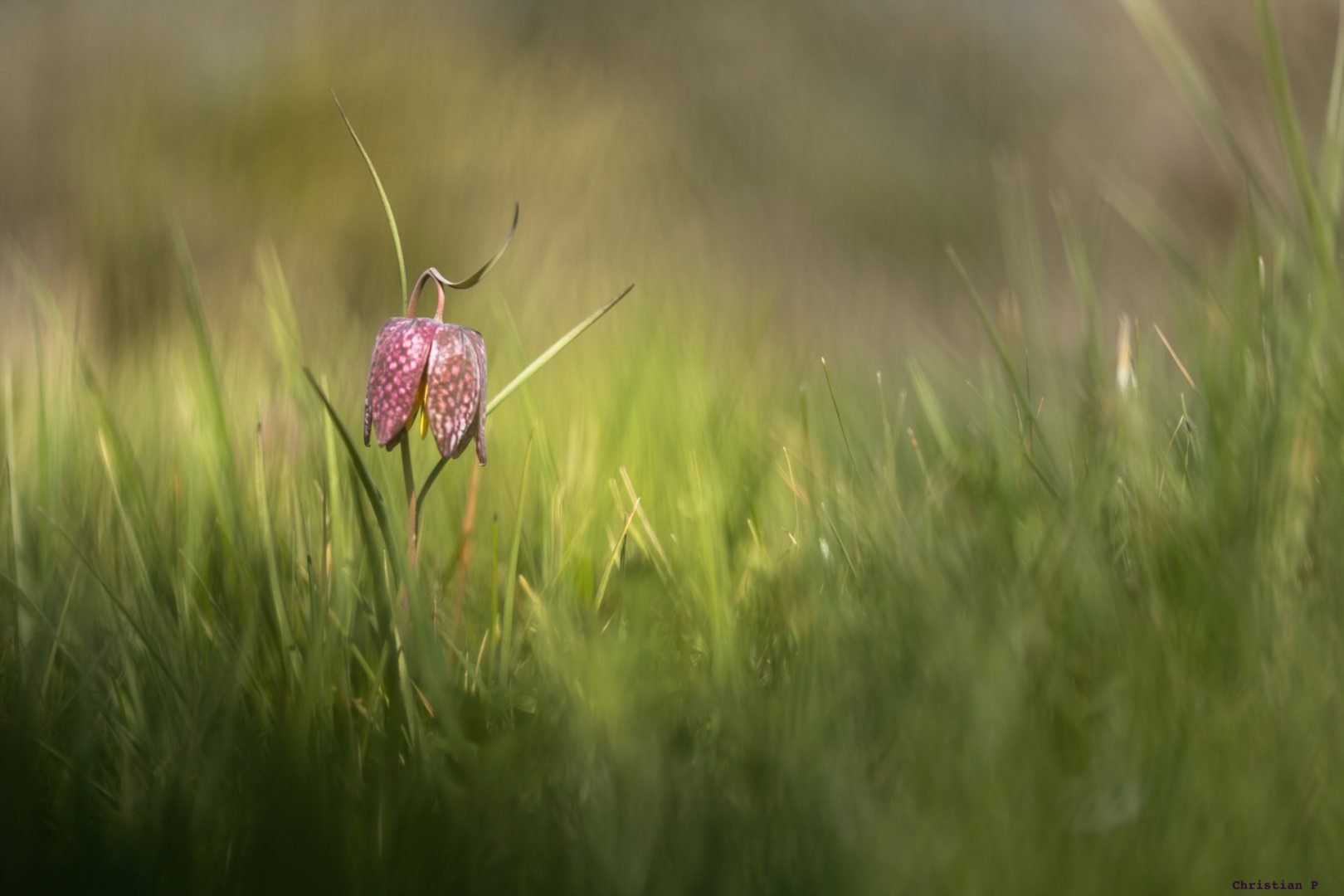 Fritillaires_avril_2021_15.jpg