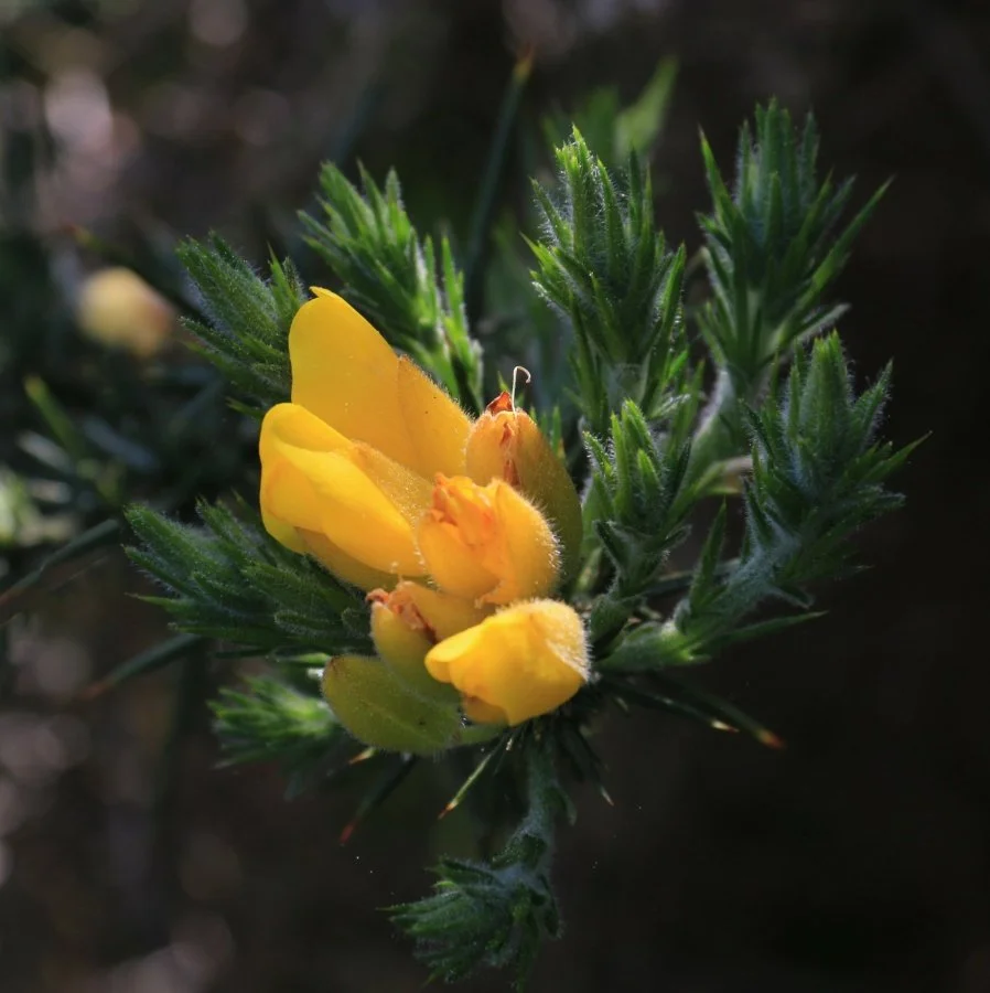 fleur-dajonc.jpg