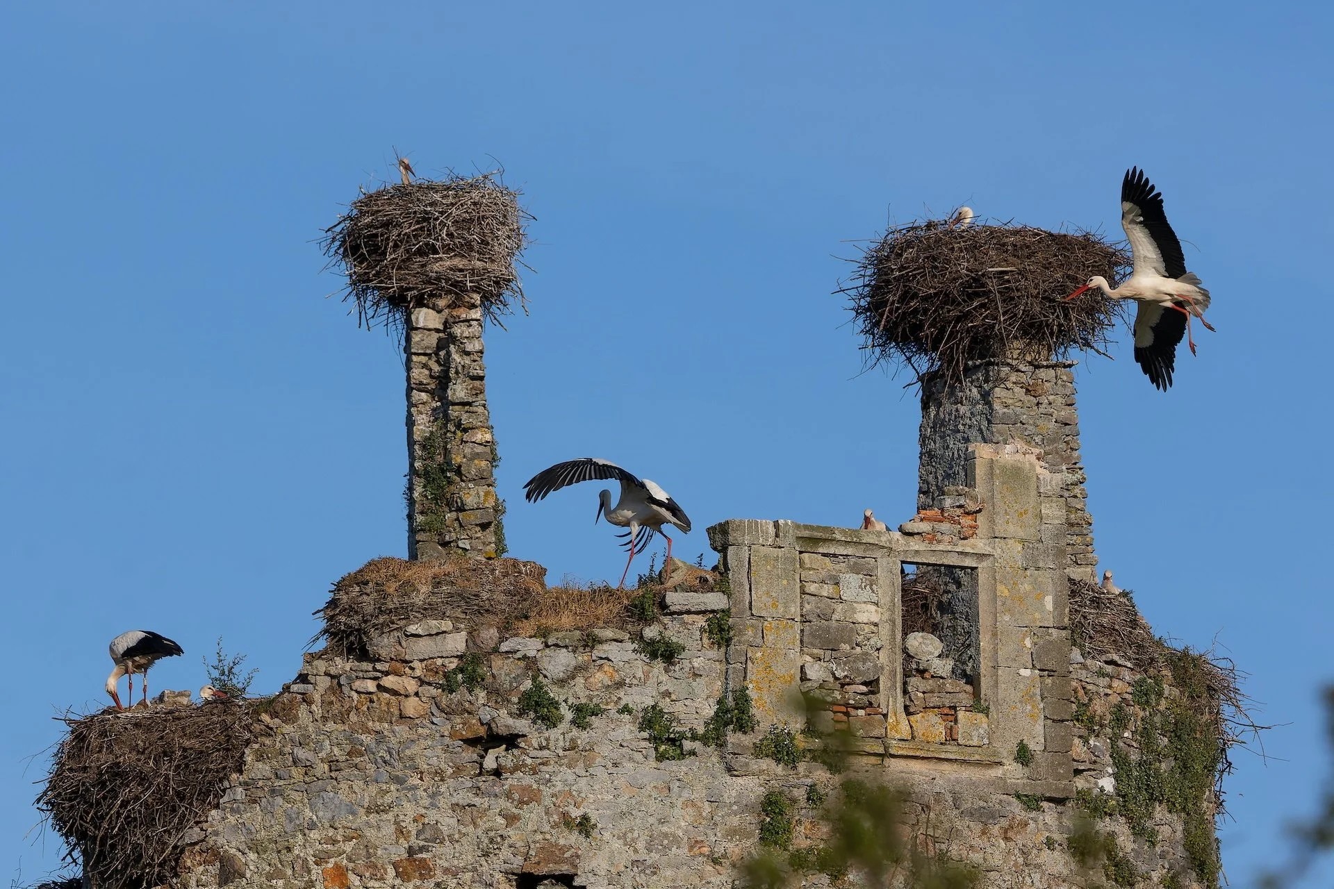 PF_04 26_Cigogne 2.jpg