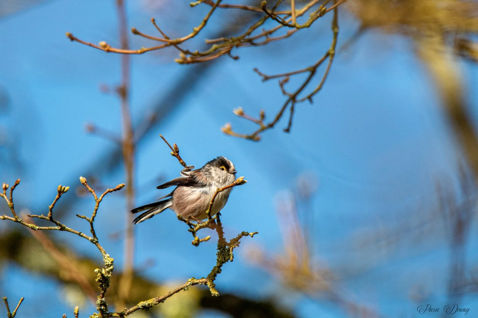 P-D-03-25-14-Mesange-a-longue-queue.jpg