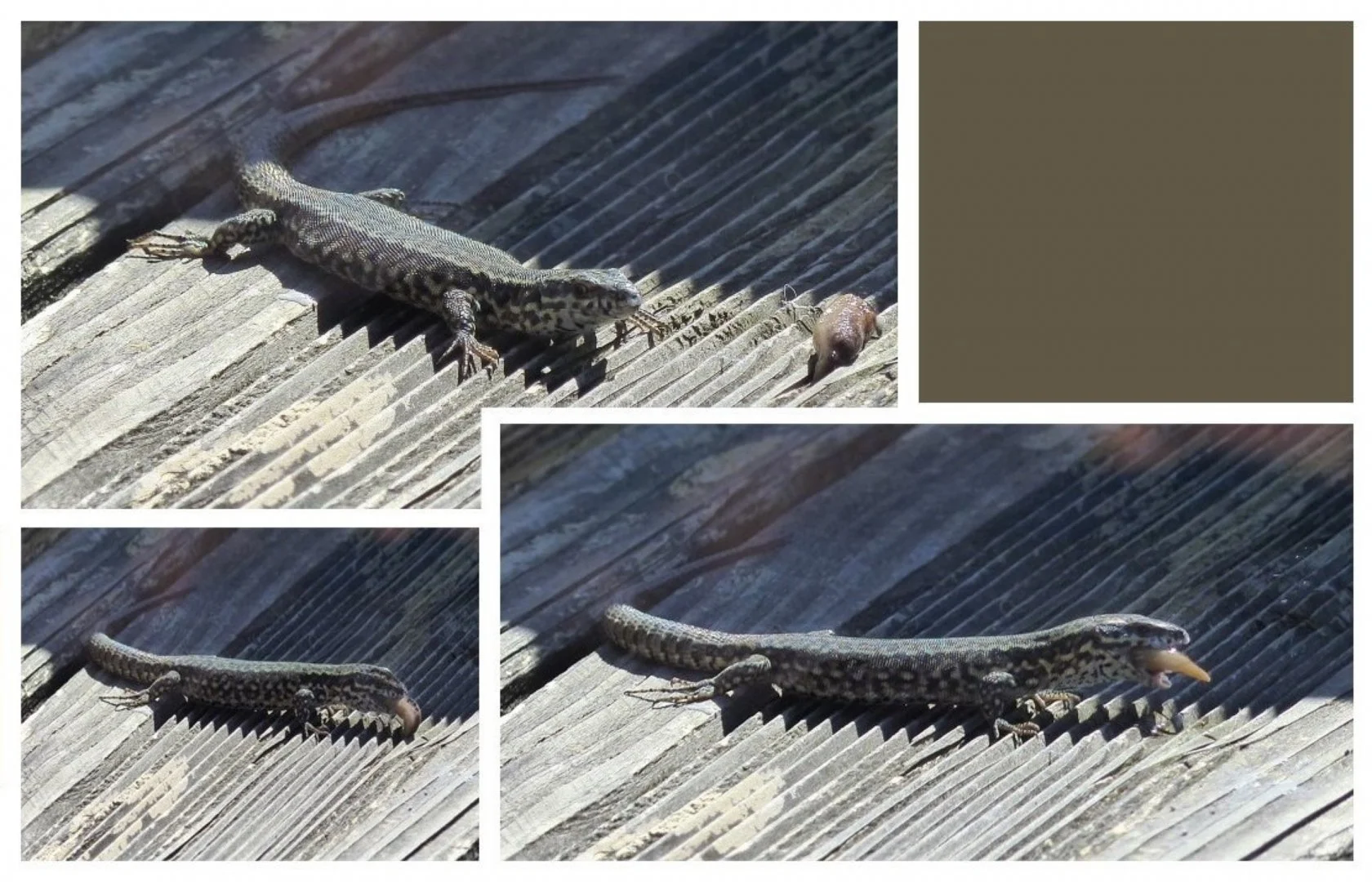 Lézard-Dîne.jpg