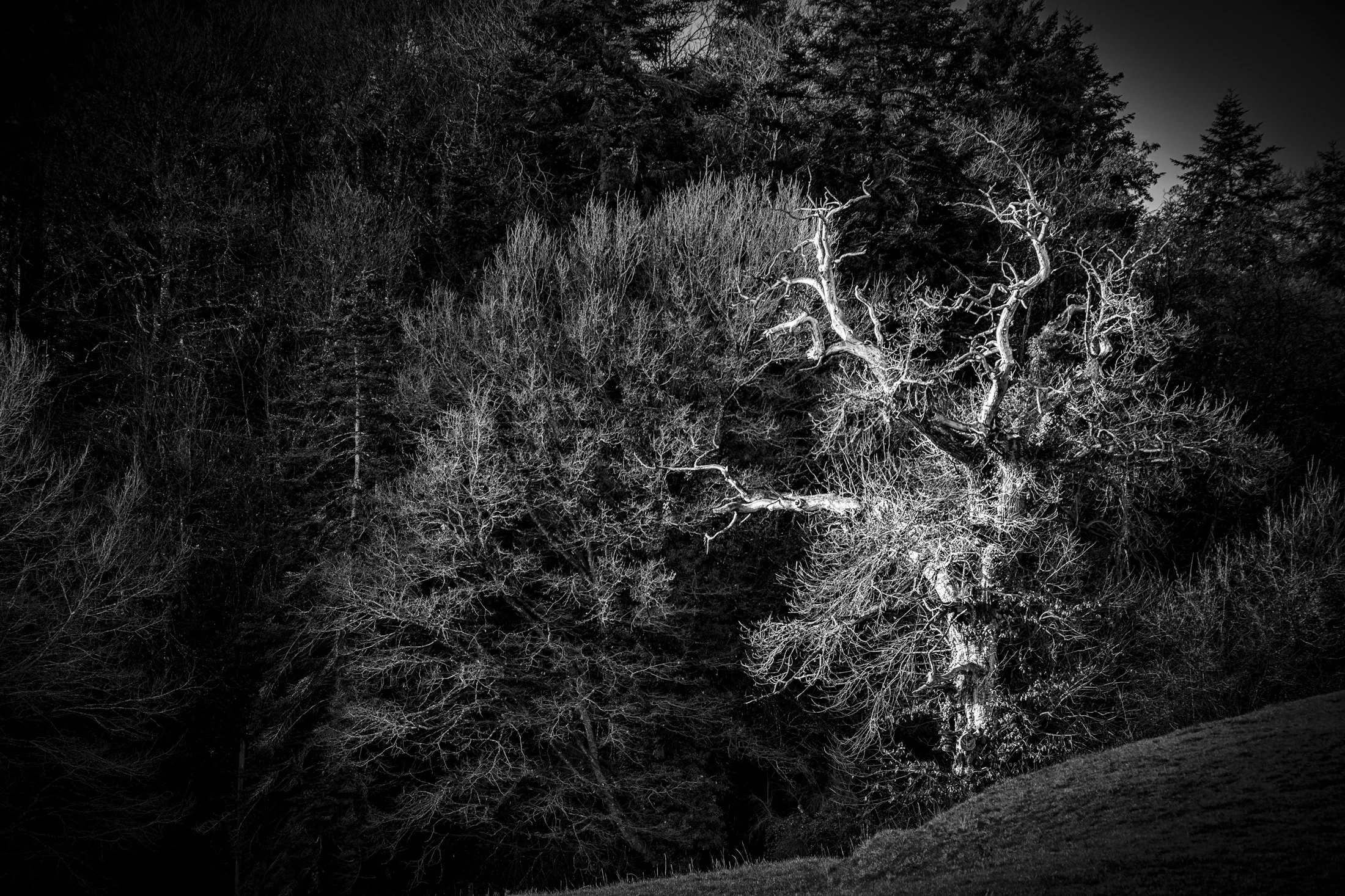 L'arbre effrayant.jpg