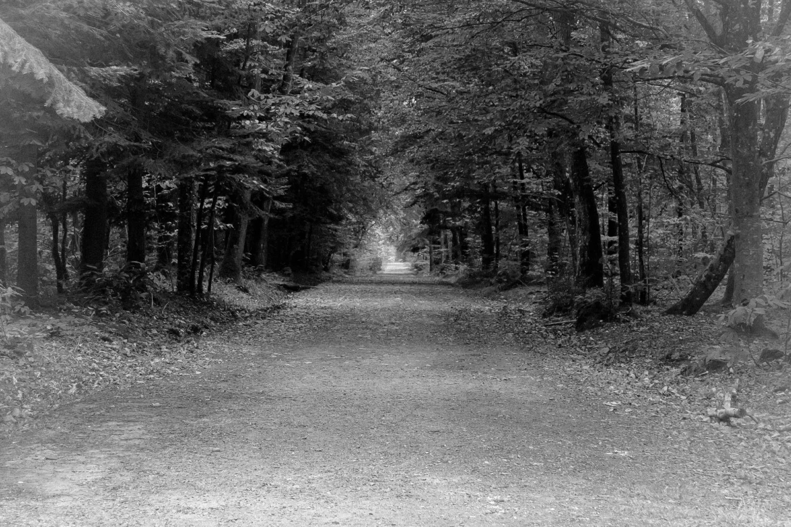 balade-en-forêt.jpg