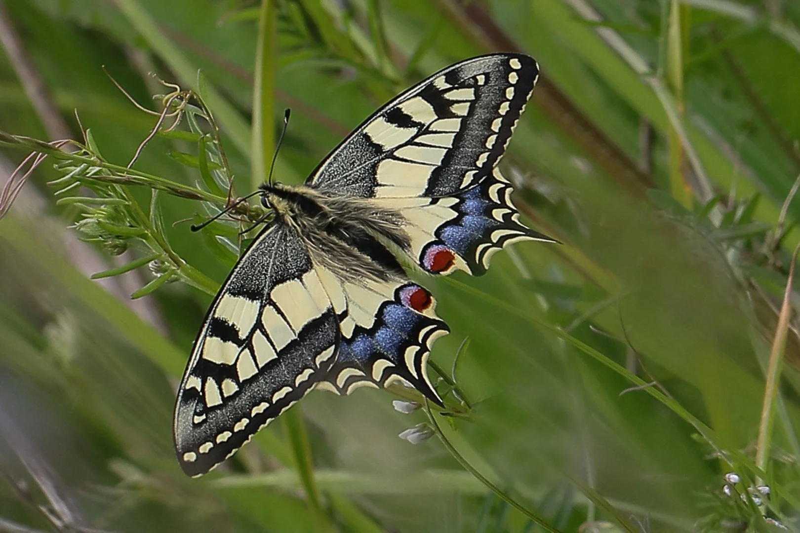 machaon.jpg