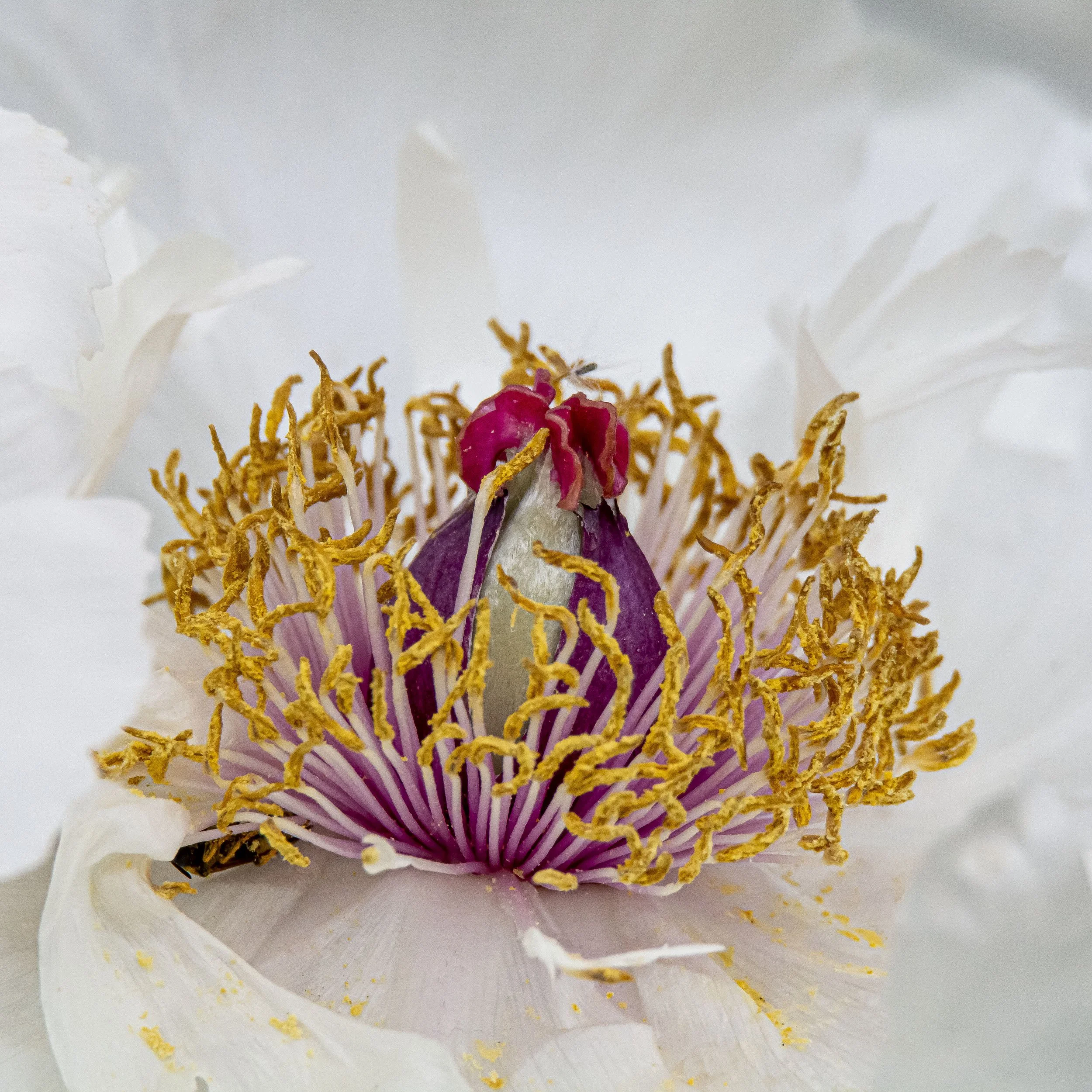 Coeur de pivoine .jpg