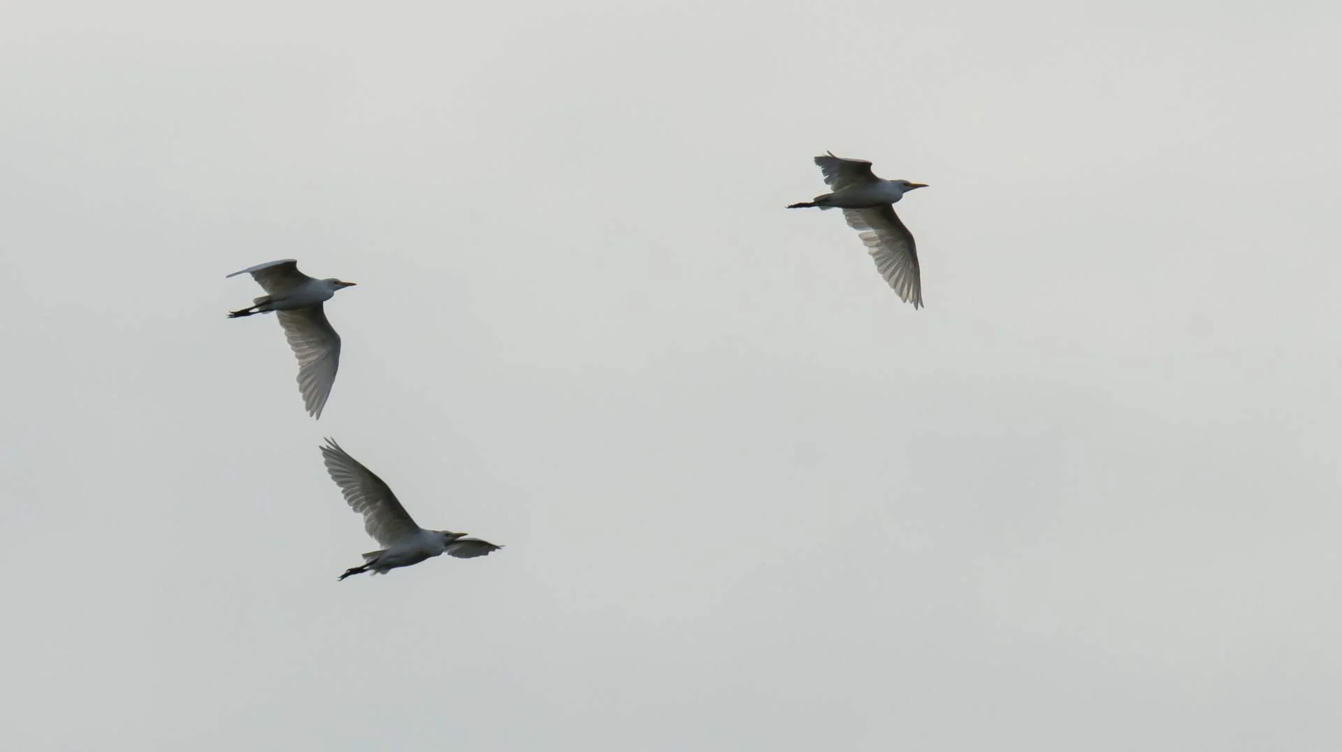 Herons_Garde_Boeufs_En_Vol_F8_1-1600sec_800Iso_420mm.jpg