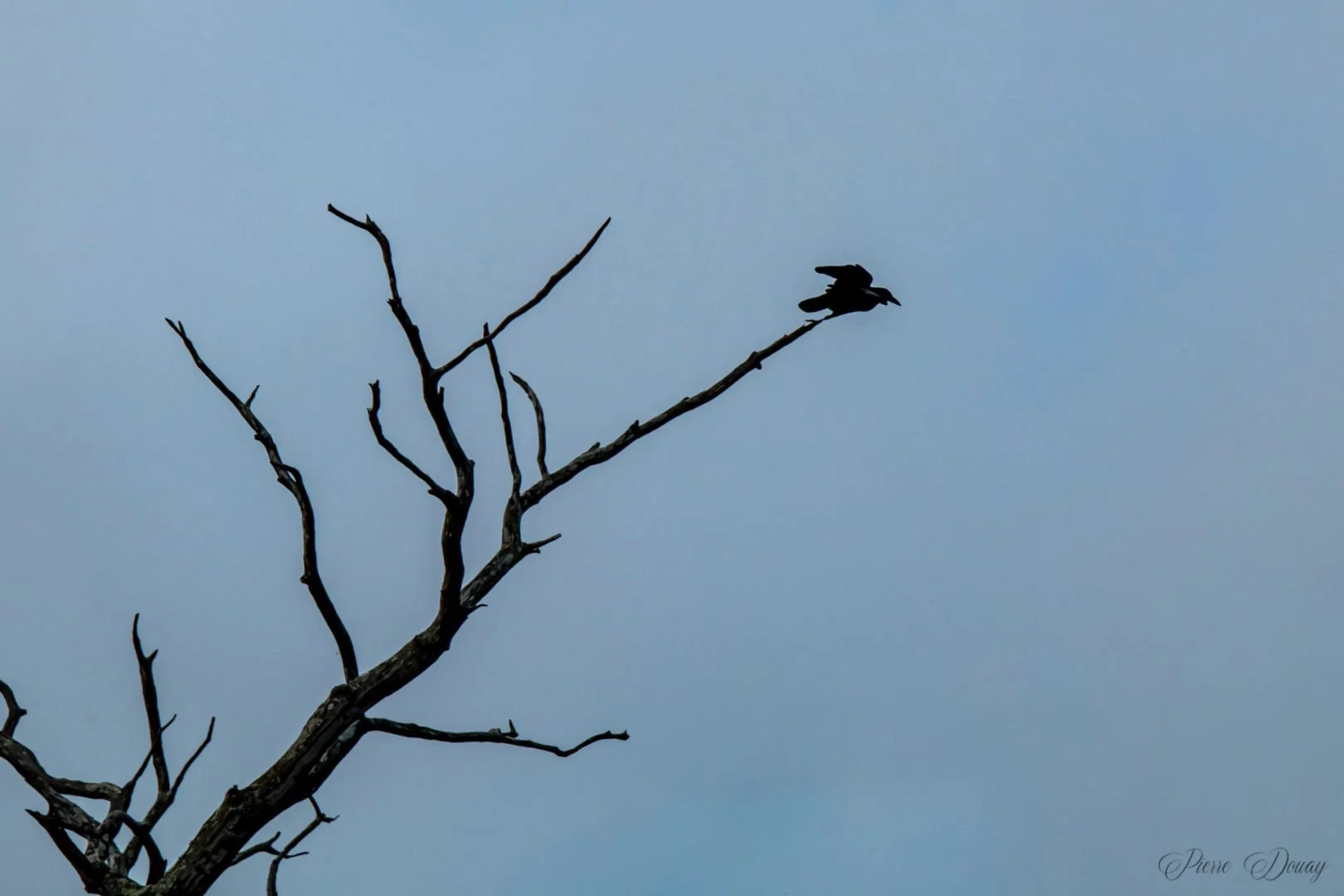 PD-10-24-6-Corbeau.jpg