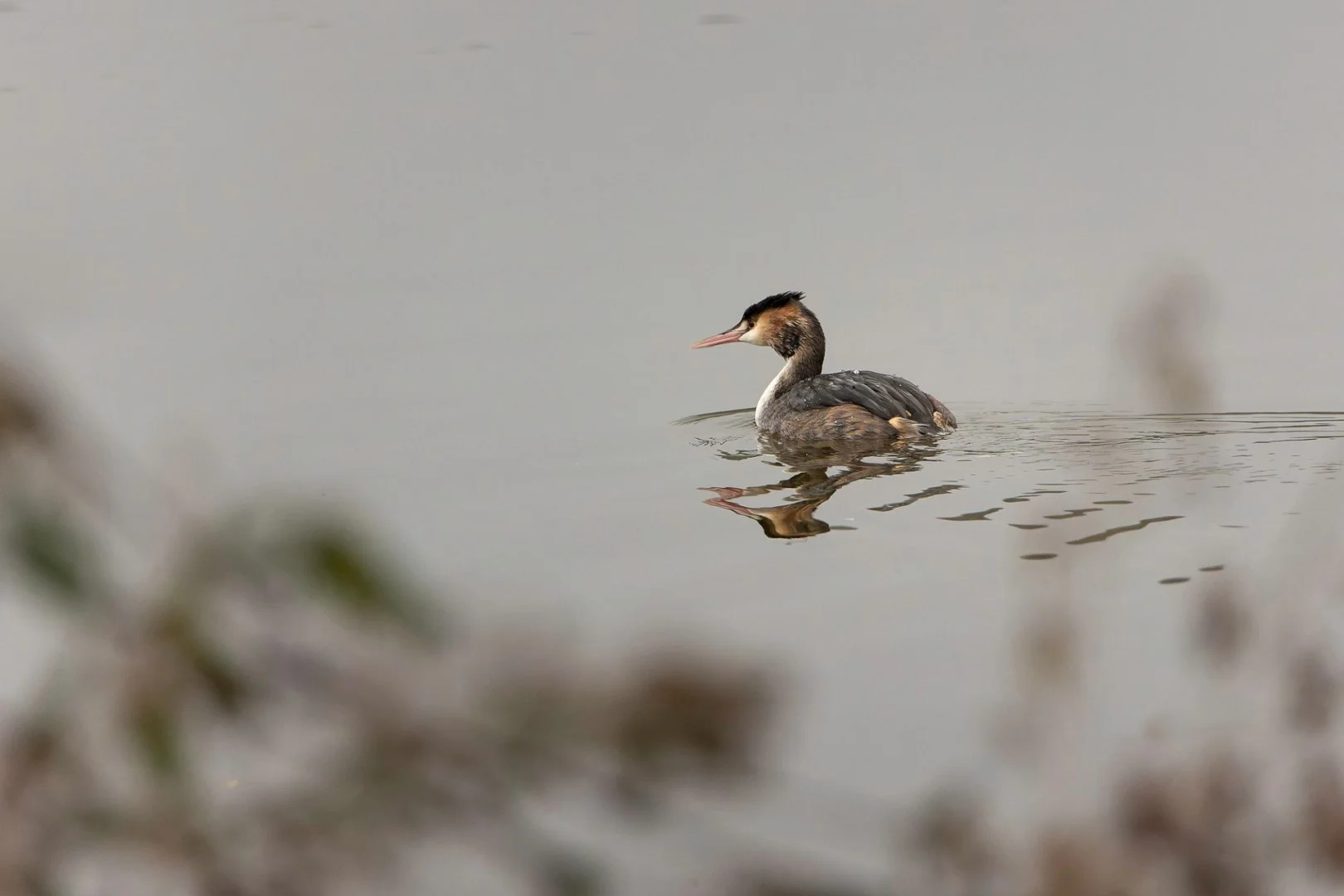 PF_12_23_Grebe-huppe.jpg