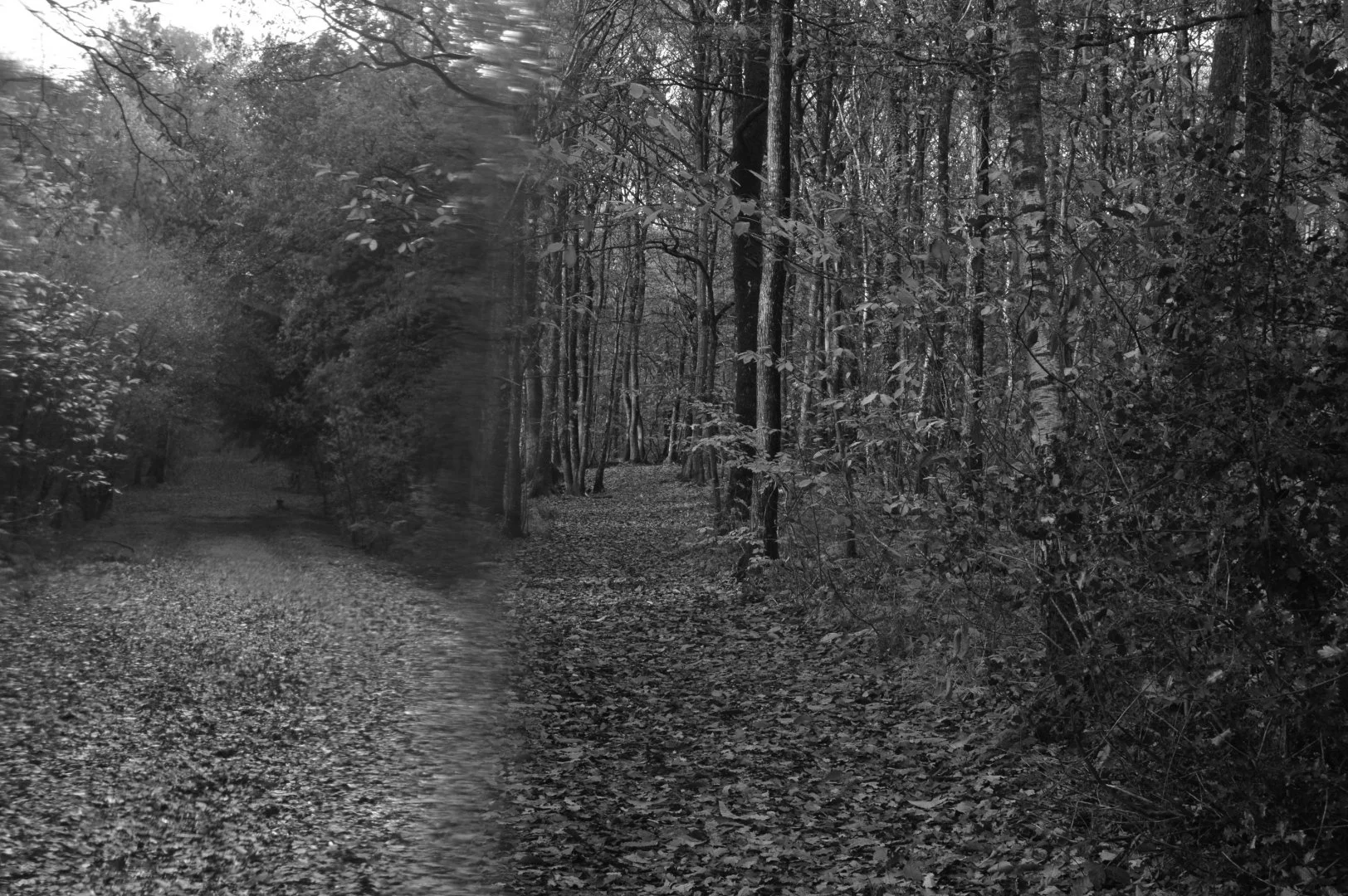 Double-chemin.JPG