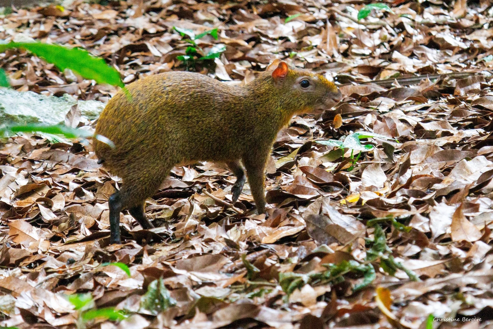 CB-0126-Agouti ponctué.jpg
