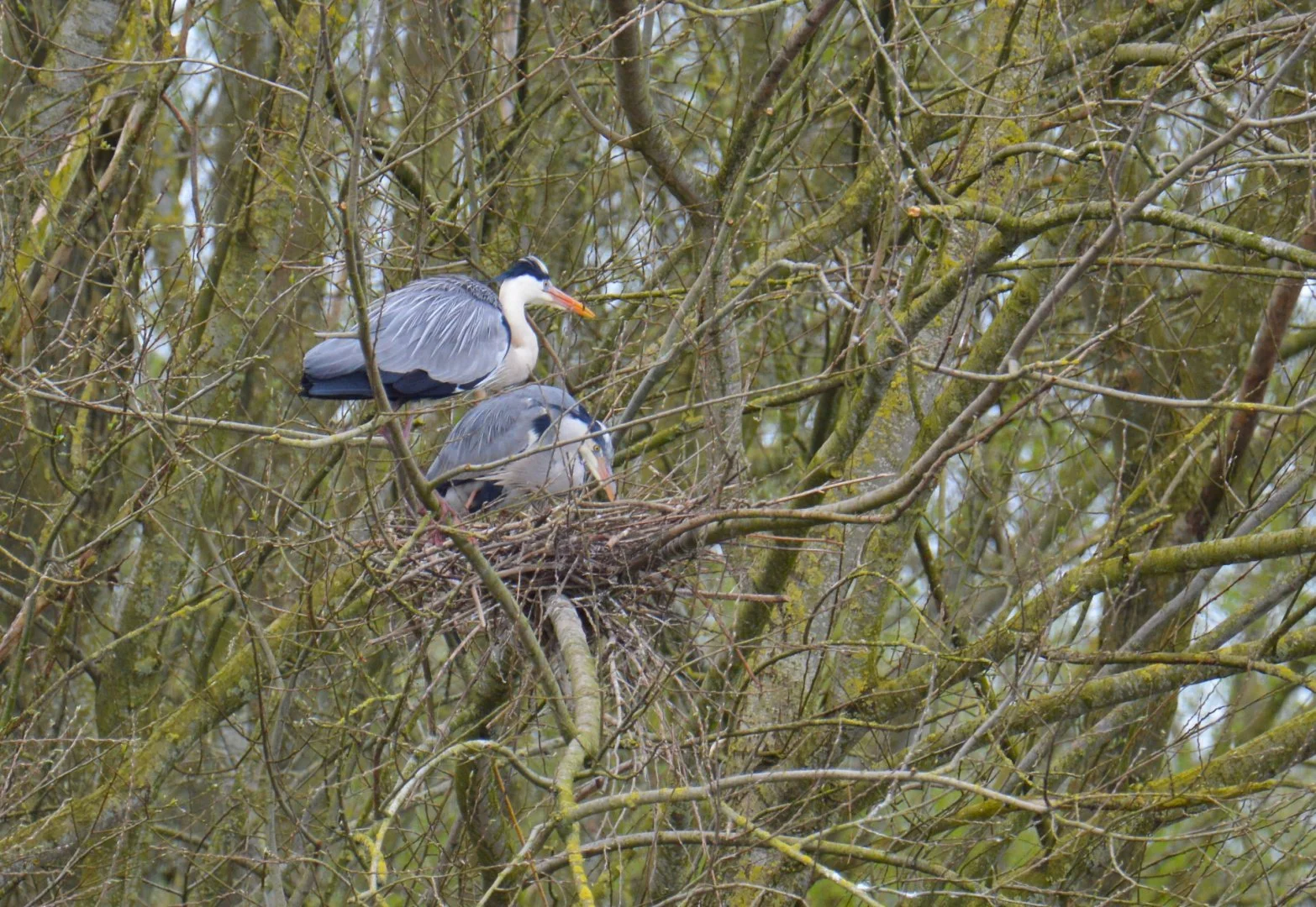 Herons.jpg