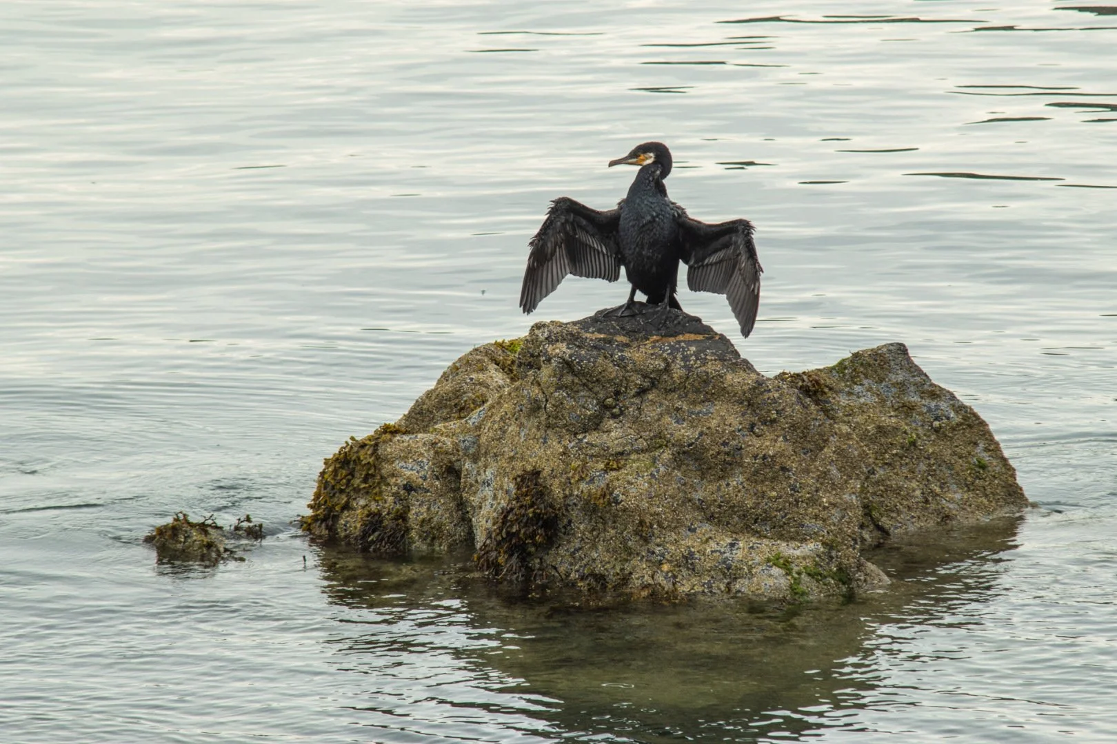 5-Cormoran-Irlande.jpg