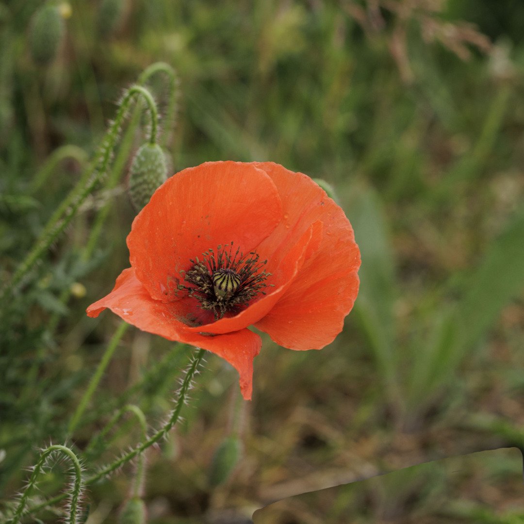 Joli-coquelicot.jpg