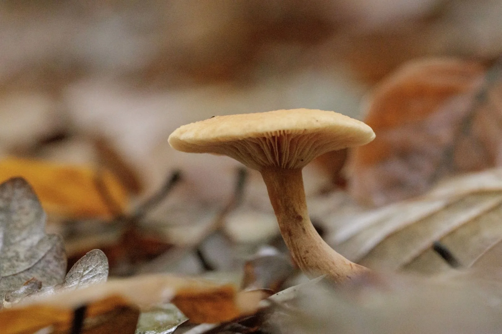 champignon-bois-de-lhuisserie.jpg