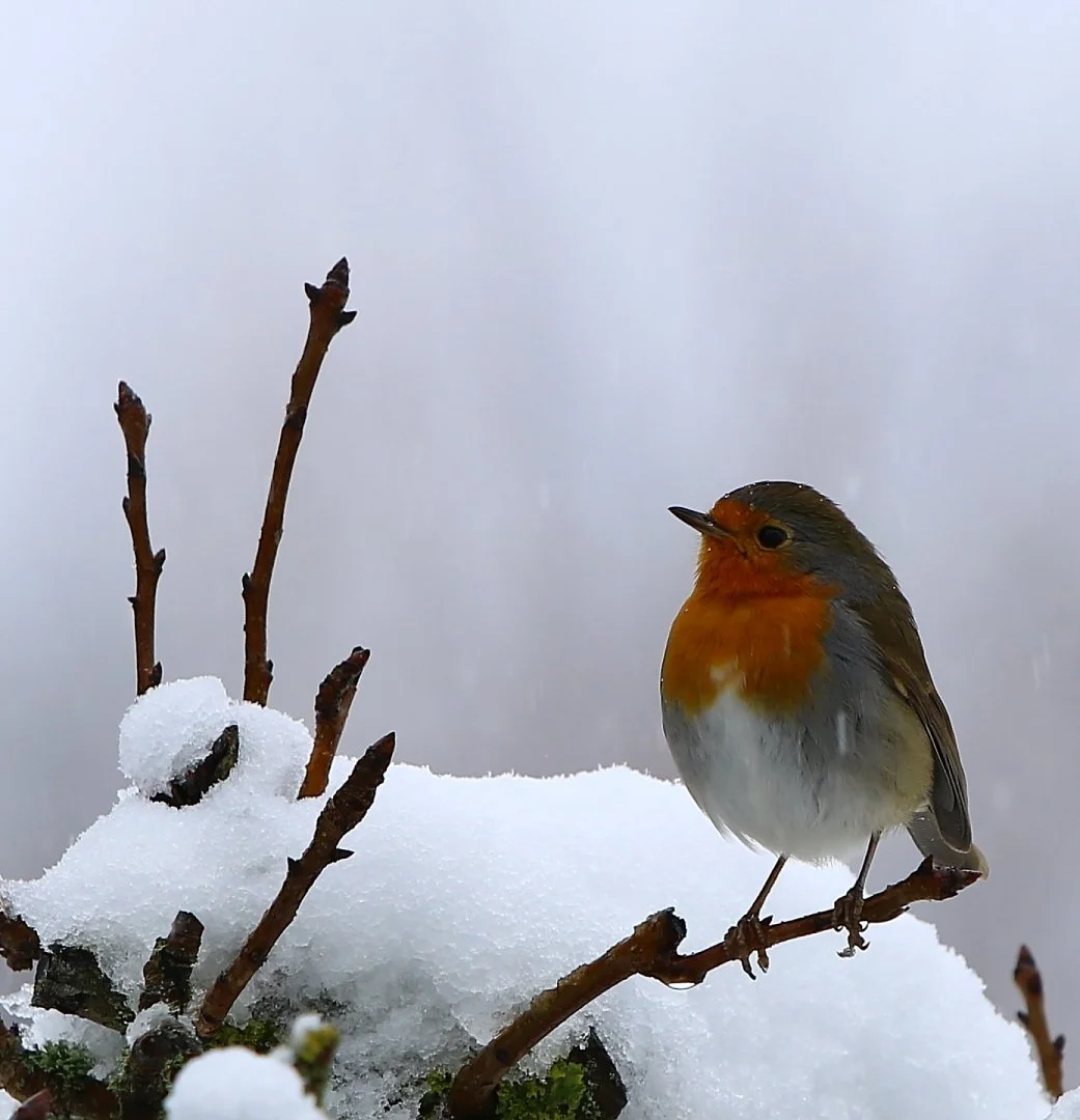 Rouge-gorge-dans-la-neige.jpg