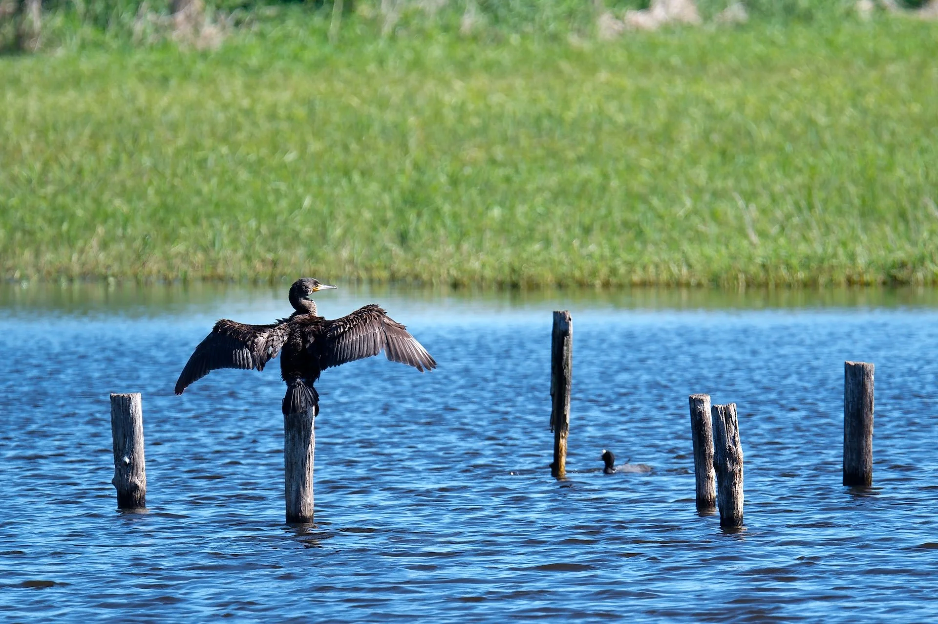 Cormoran.jpg