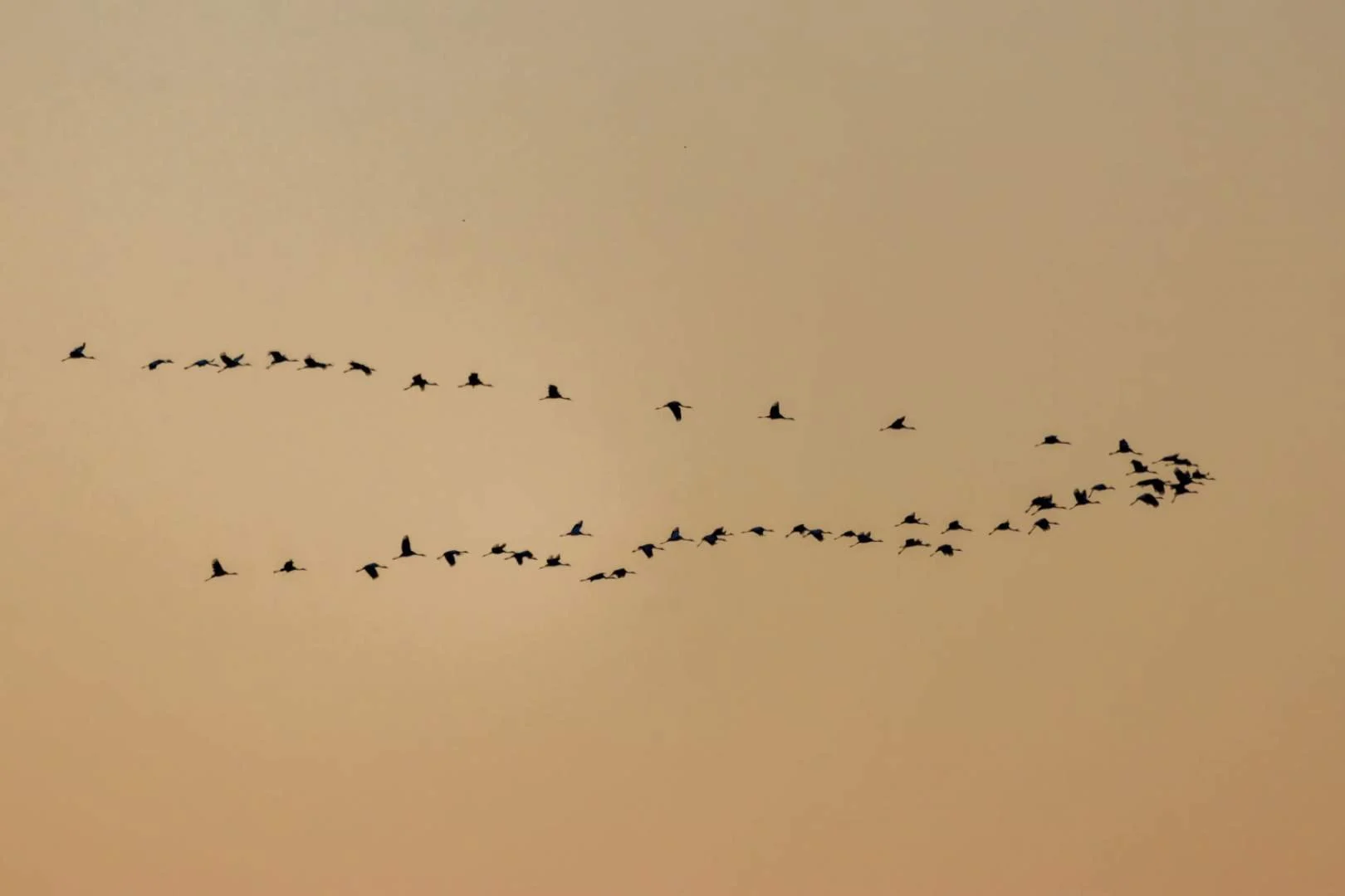 CB-0125-Vol-de-grues.jpg