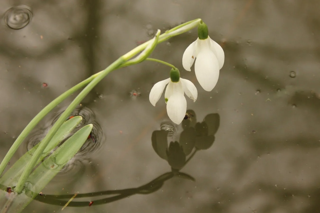 Narcisse-Non-Perce-Neige_li.jpg