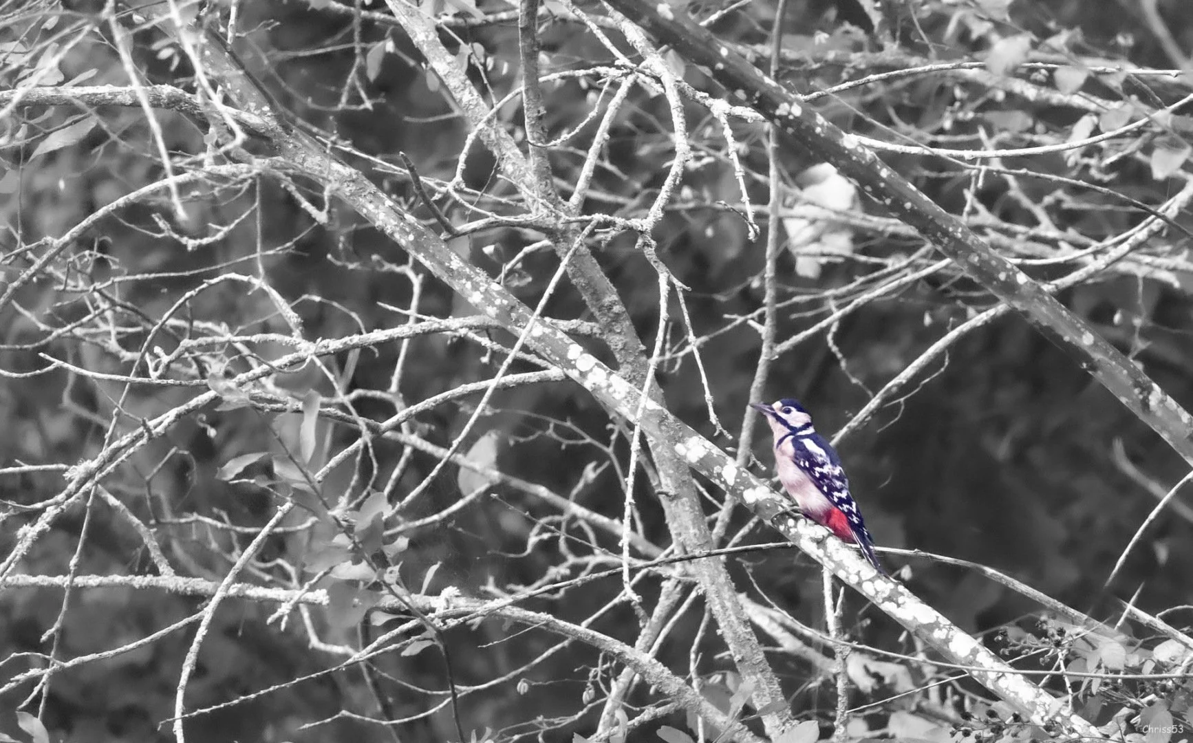 CP.12.2011.6-iso-6400-f-63-1_800sec-a-600mm.jpg