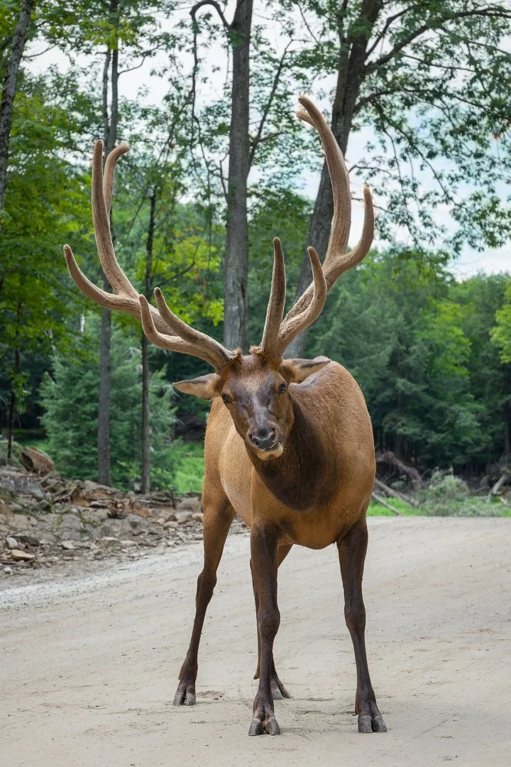 Wapiti.jpg