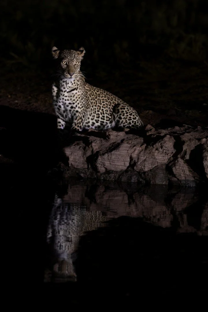 RG_1024_Leopard4.jpg