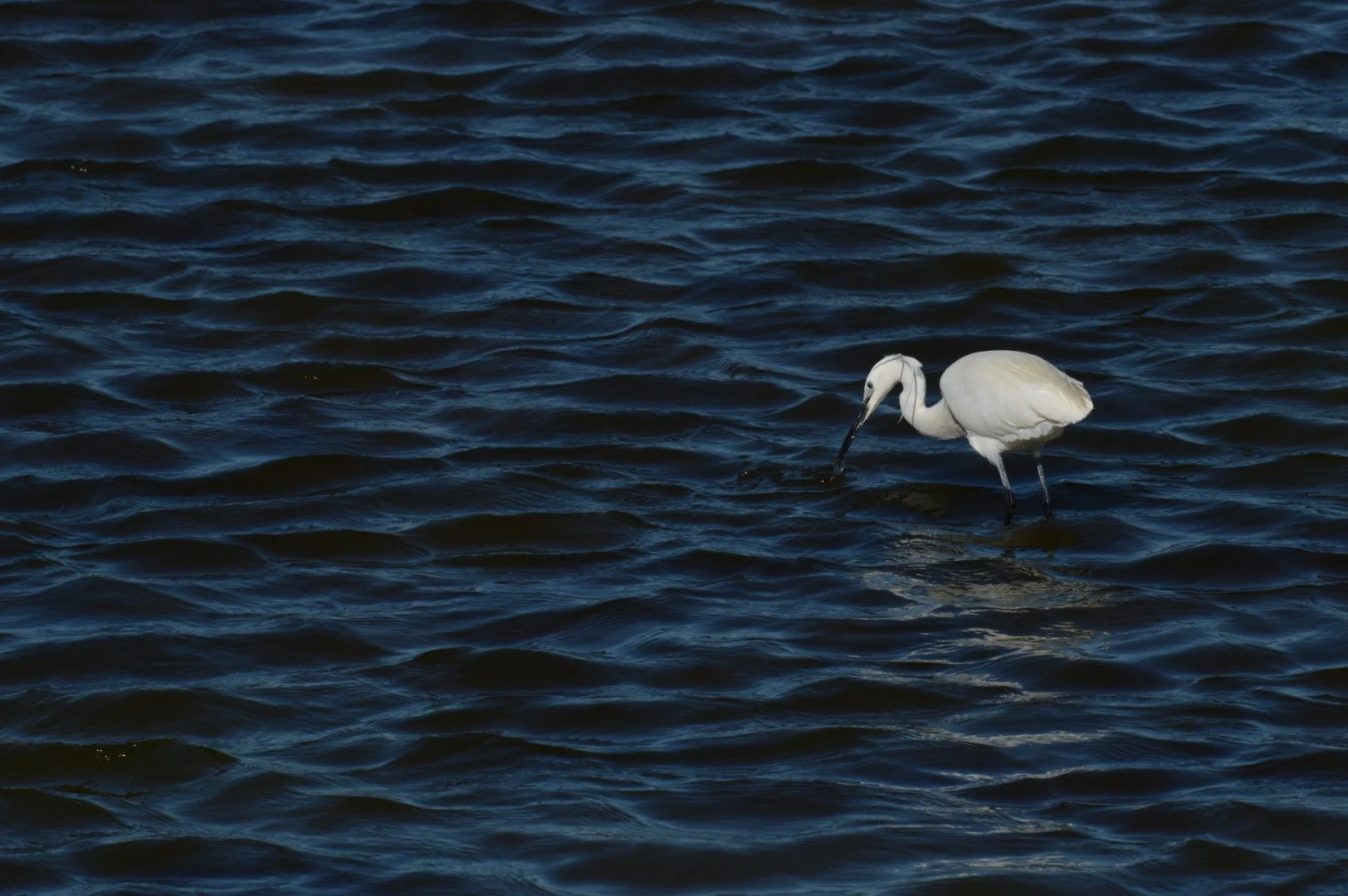 Aigrette_Garzette_f13_1-2000sec_400Iso_400mm.jpg