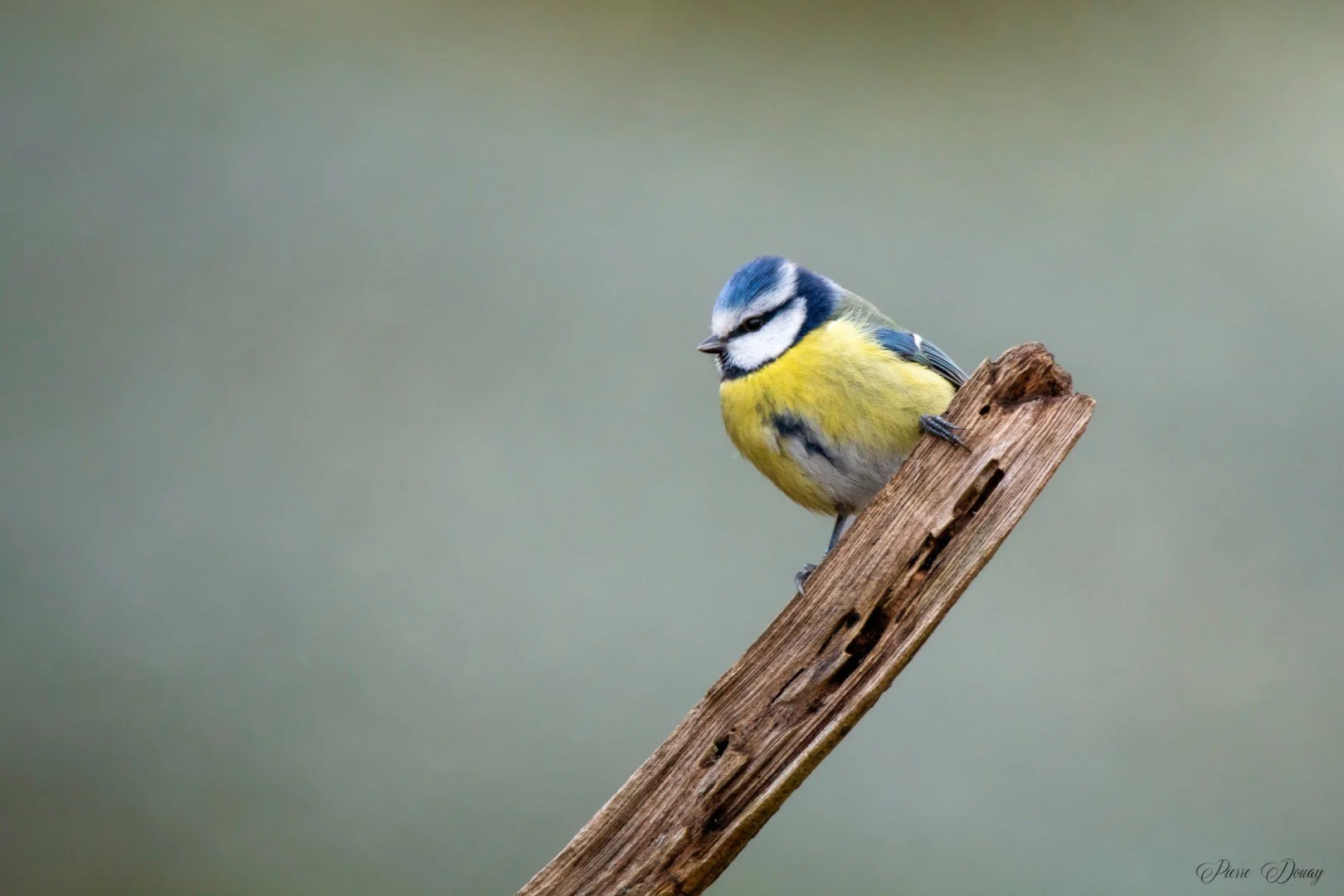 P-D-01-25-12-Mesande-bleue.jpg