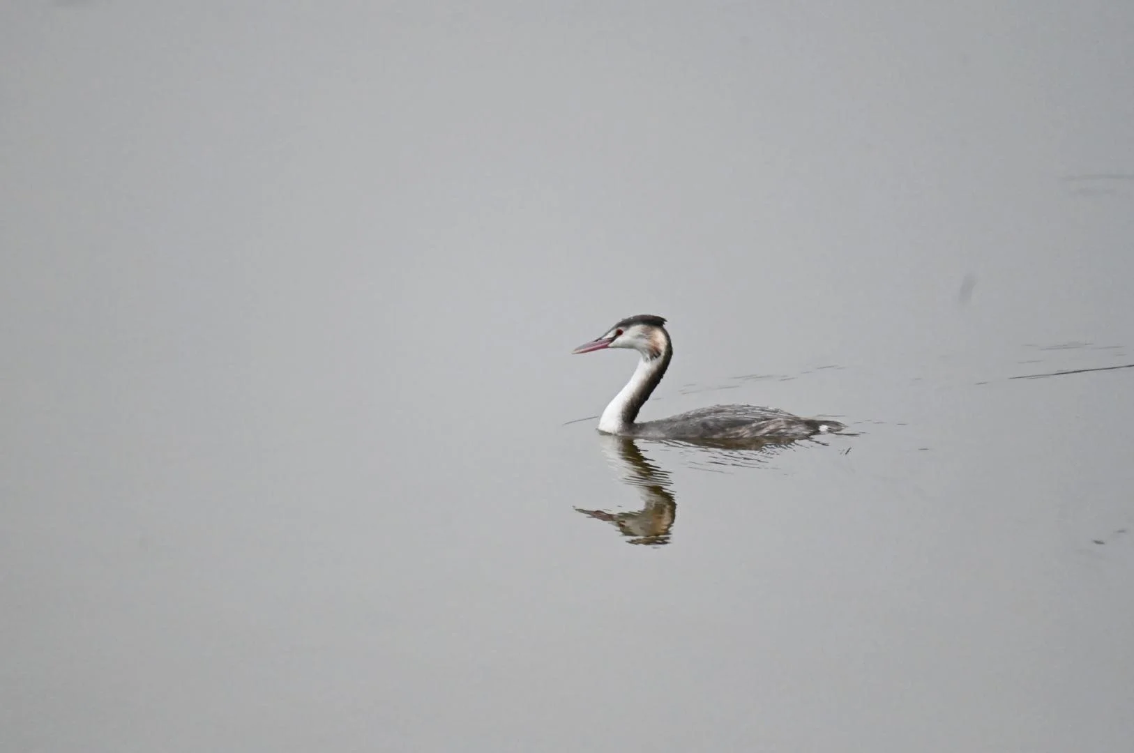 Grebe_Huppe_02_F6_3_1-2000sec_Iso_6400_600mm_2.jpg