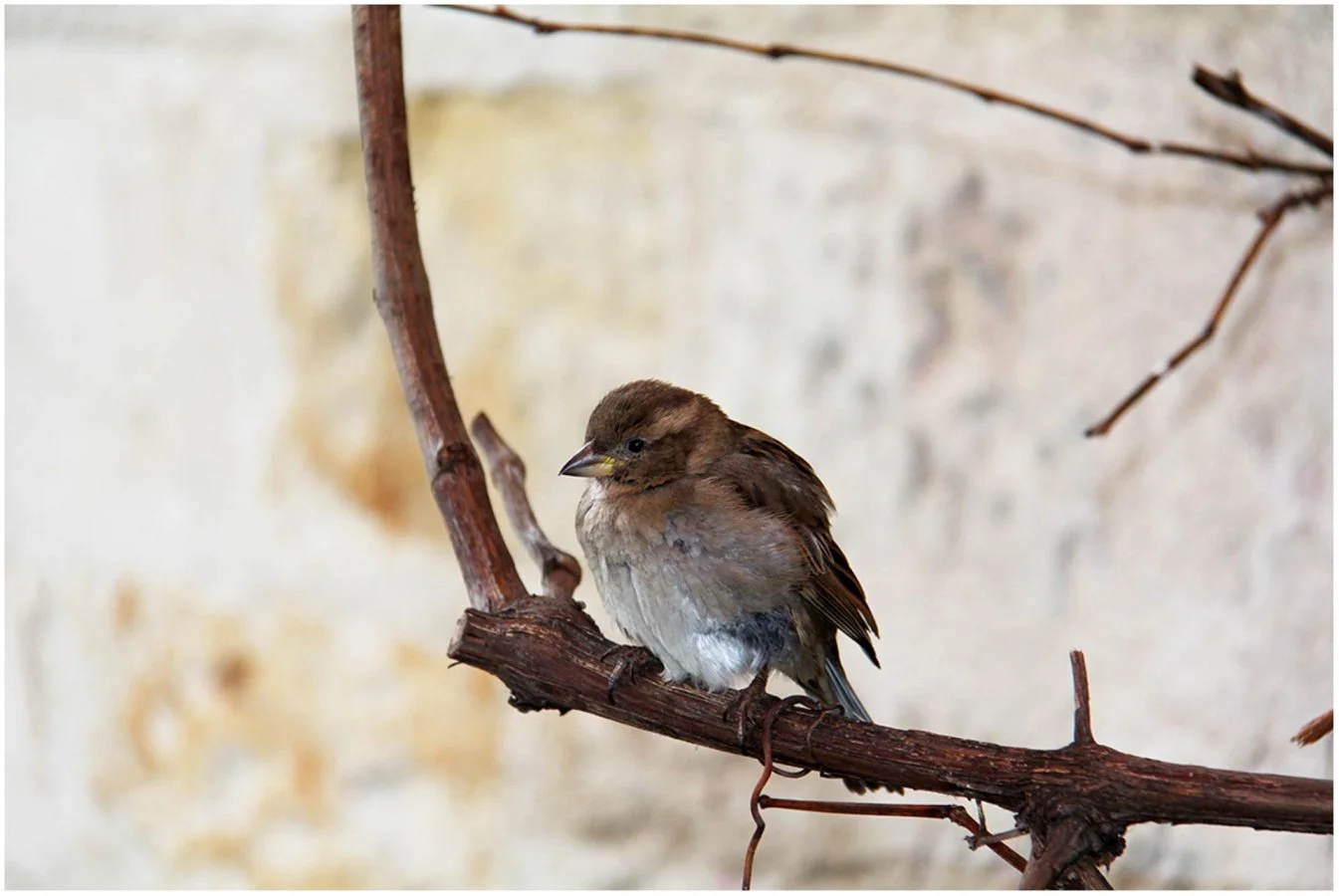Moineau-Parisien.jpg