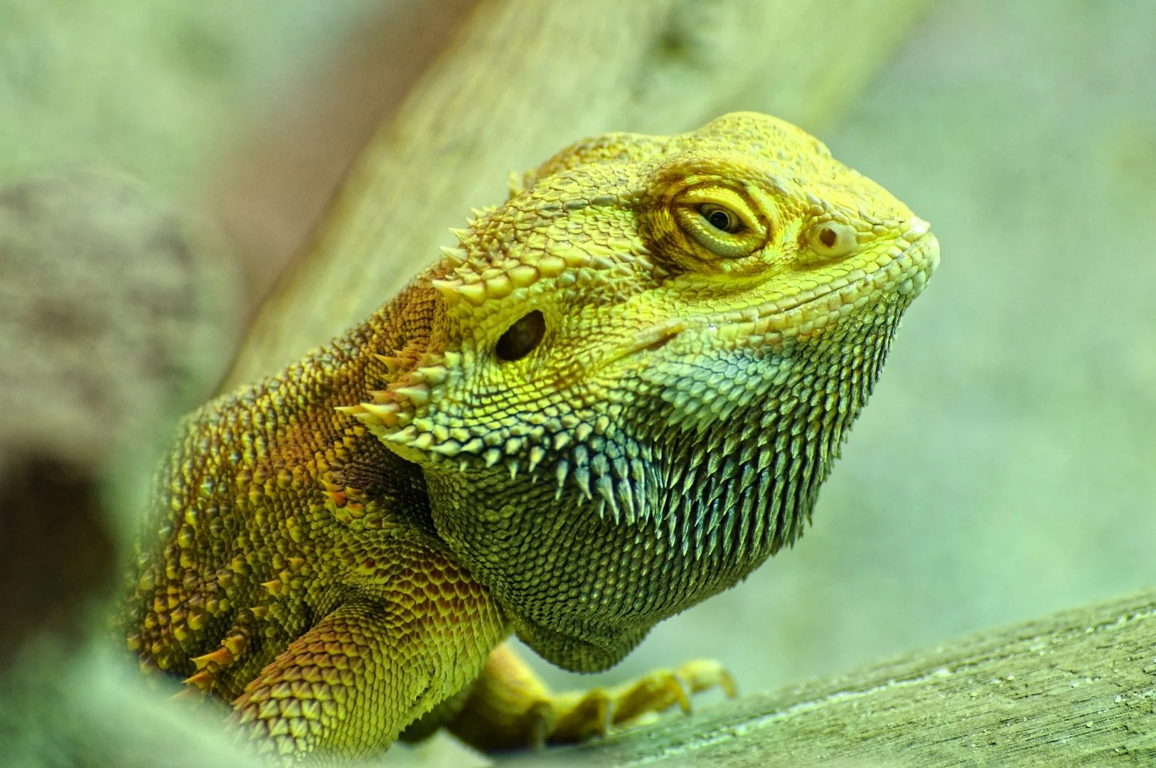 caméléon-en-veille.jpg
