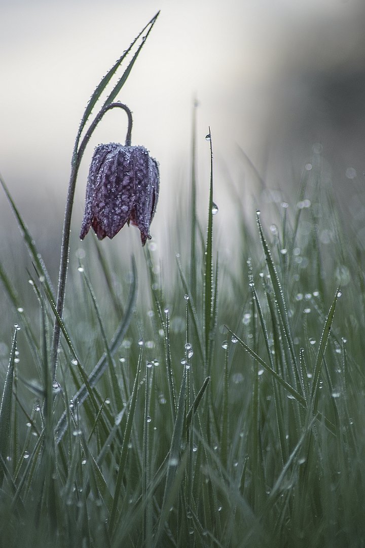 Fritillaires-2019-5.JPG