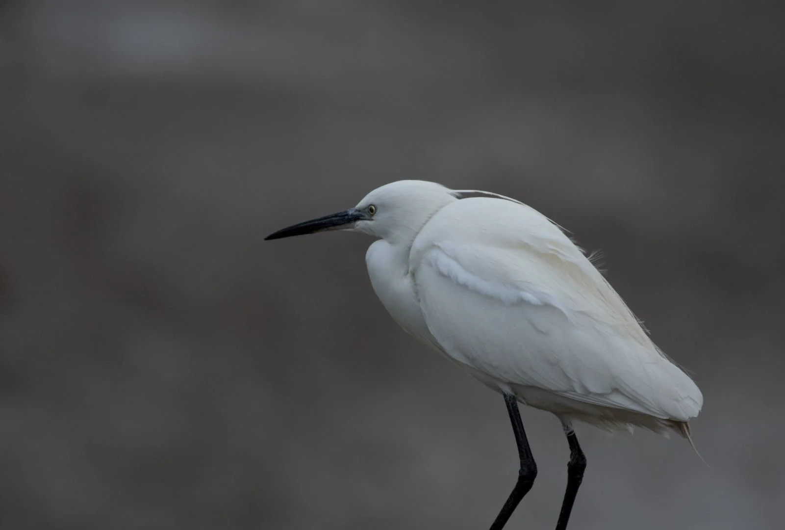 TM-01_25-Aigrette.jpg