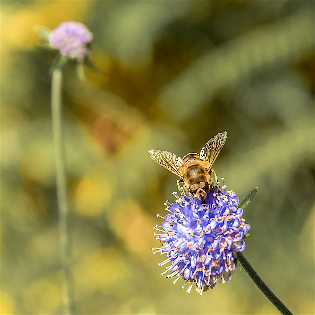 De-fleurs-en-fleurs.jpg