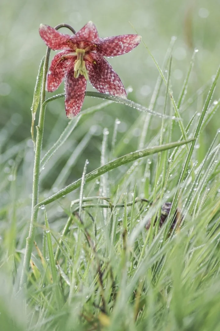 Fritillaires-2019-18.JPG