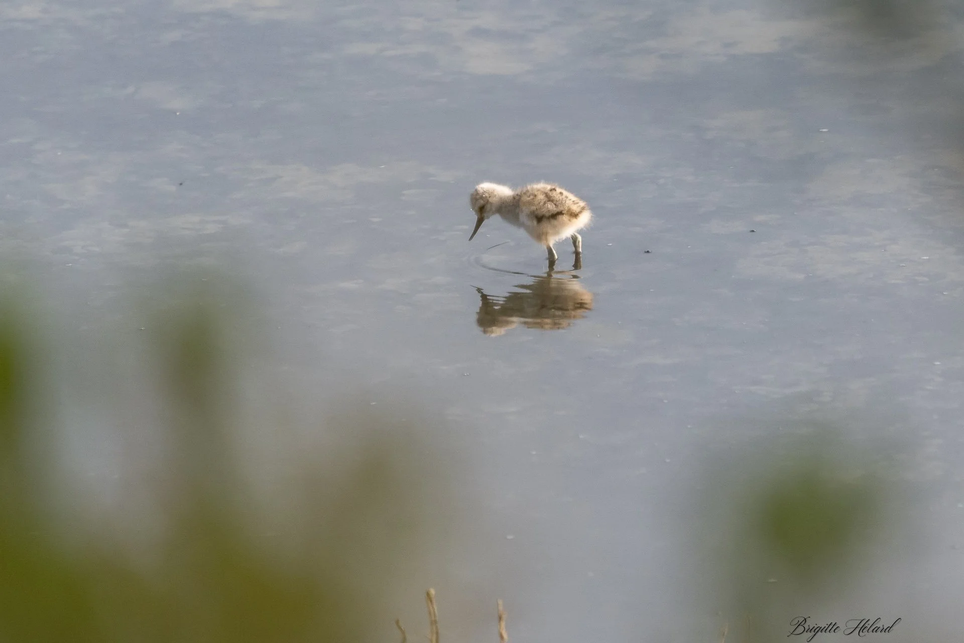04-26 BH avocette 5.jpg