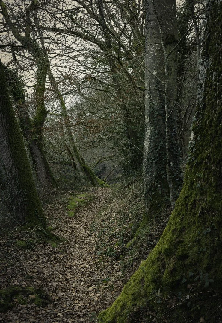 promenade-hivernale.jpg