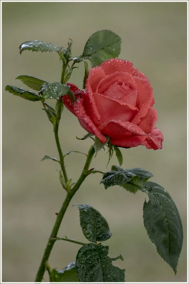 Roses-10.jpg