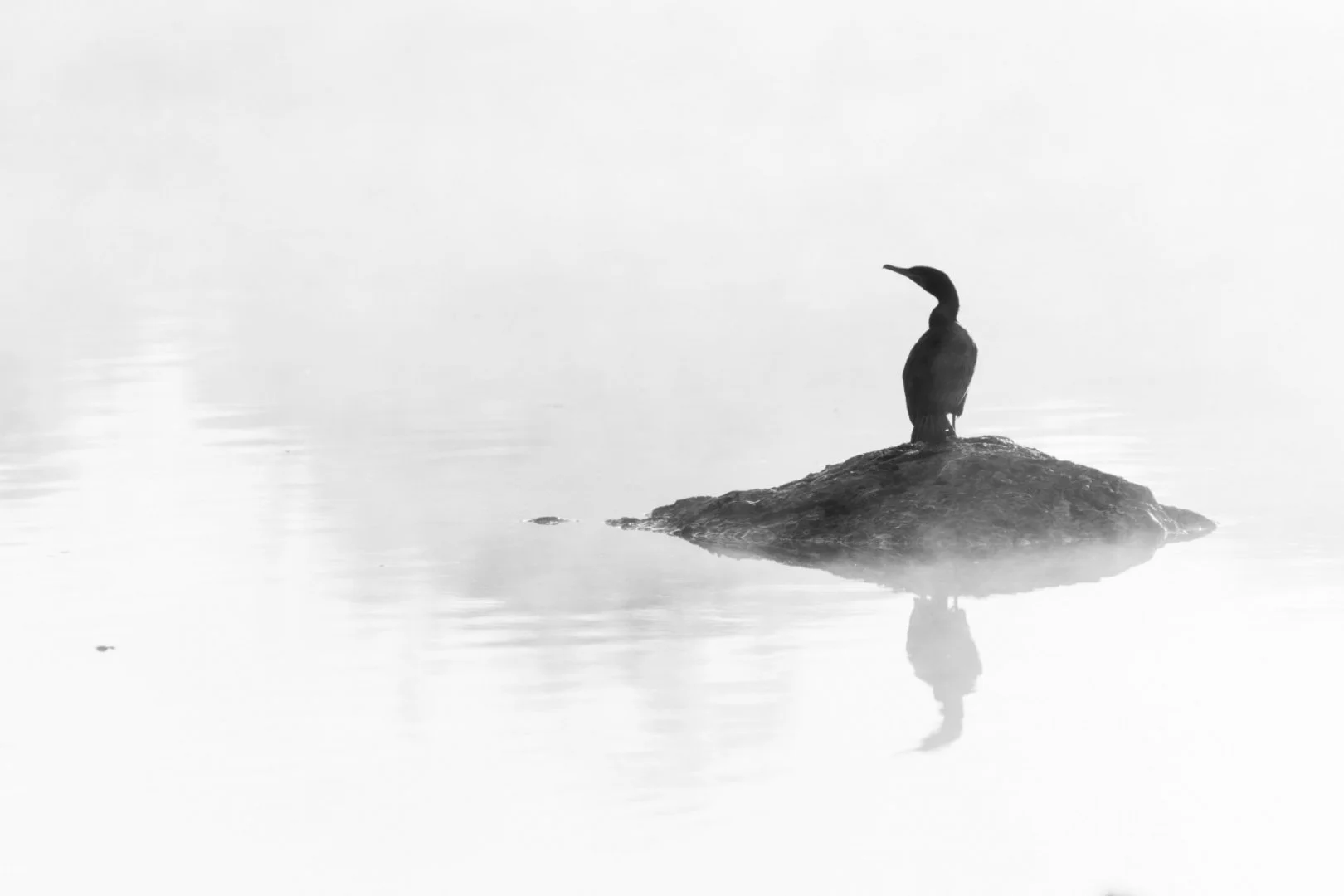 Dans-la-brume.jpg