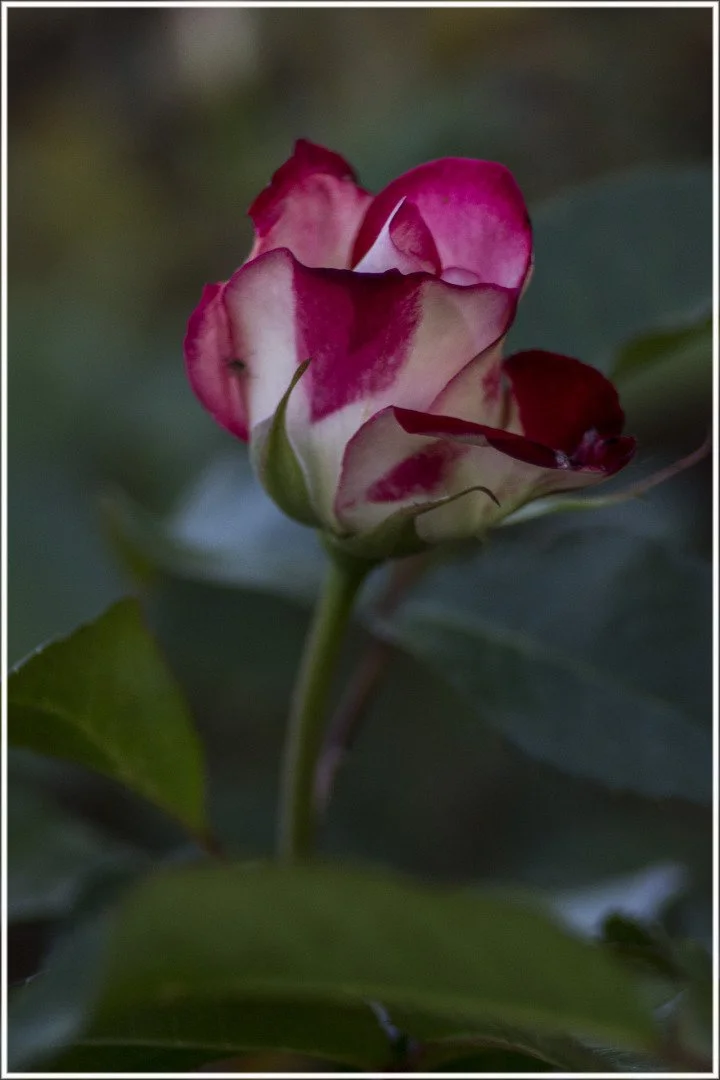 Roses-25.jpg