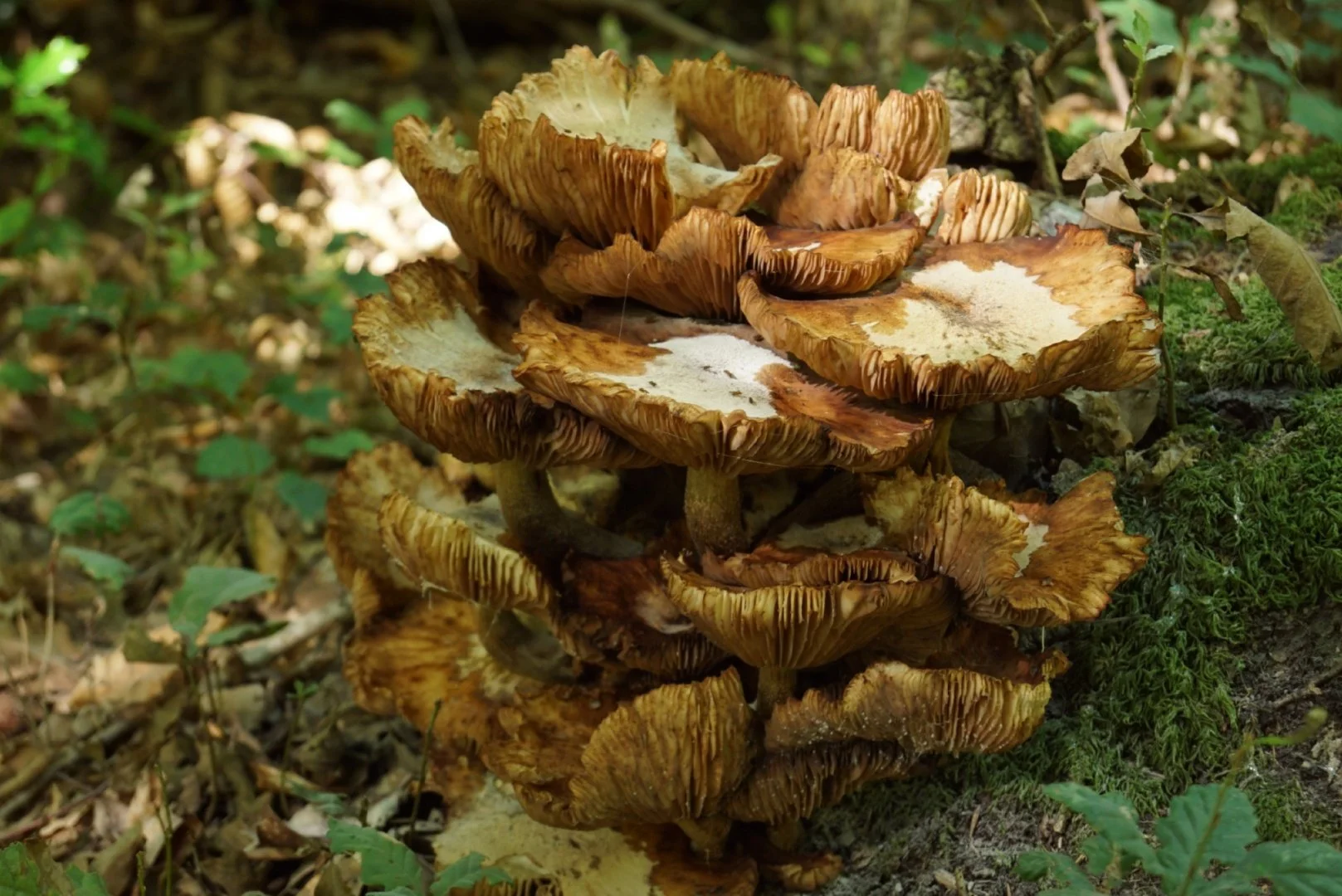 Premier-champignon.jpg