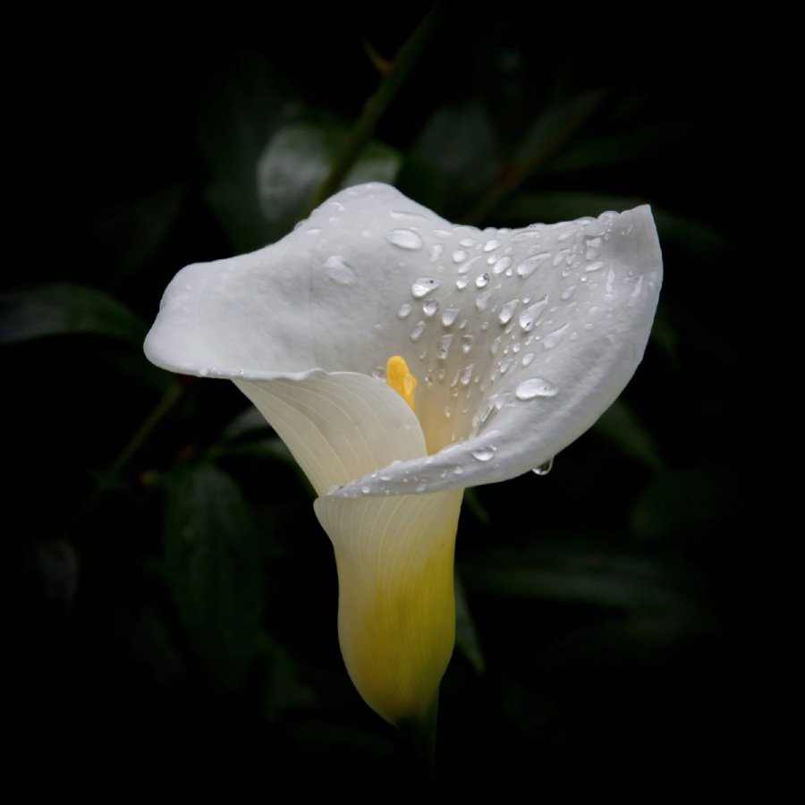 Après-La-Pluie.jpg