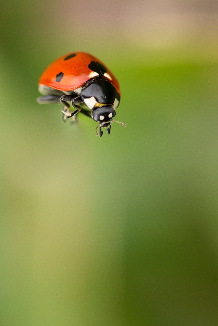 11-levitation.jpg