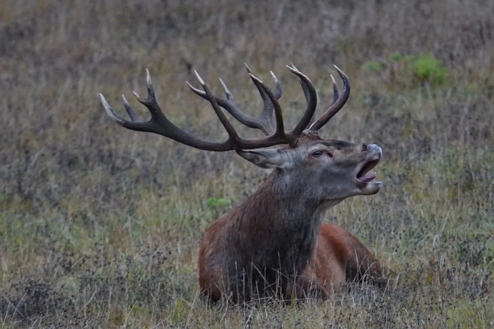 Brame-du-cerf-à-Chambord.jpg