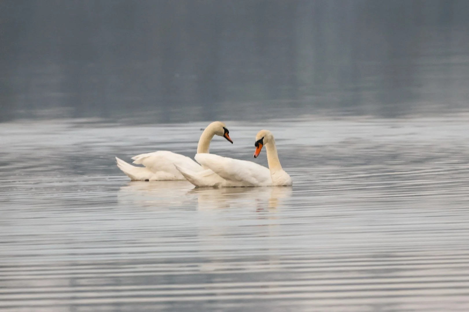 Cygne.jpg