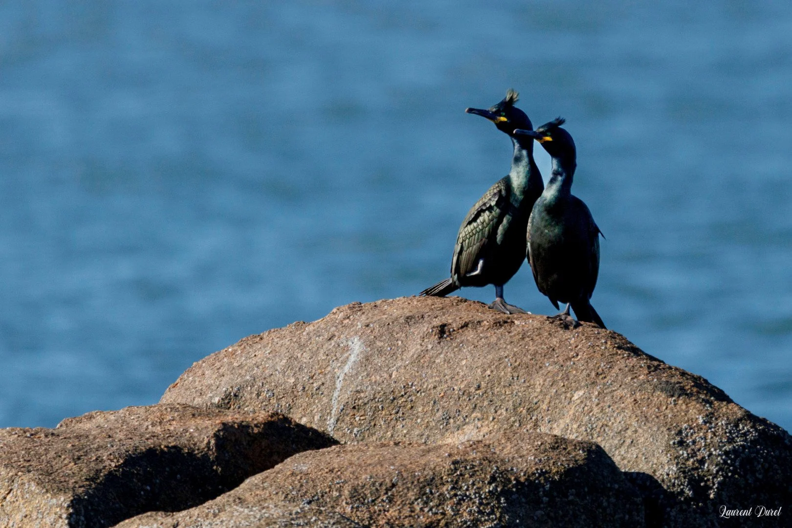 Cormoran-huppe-1S6A3583-jpeg.jpg