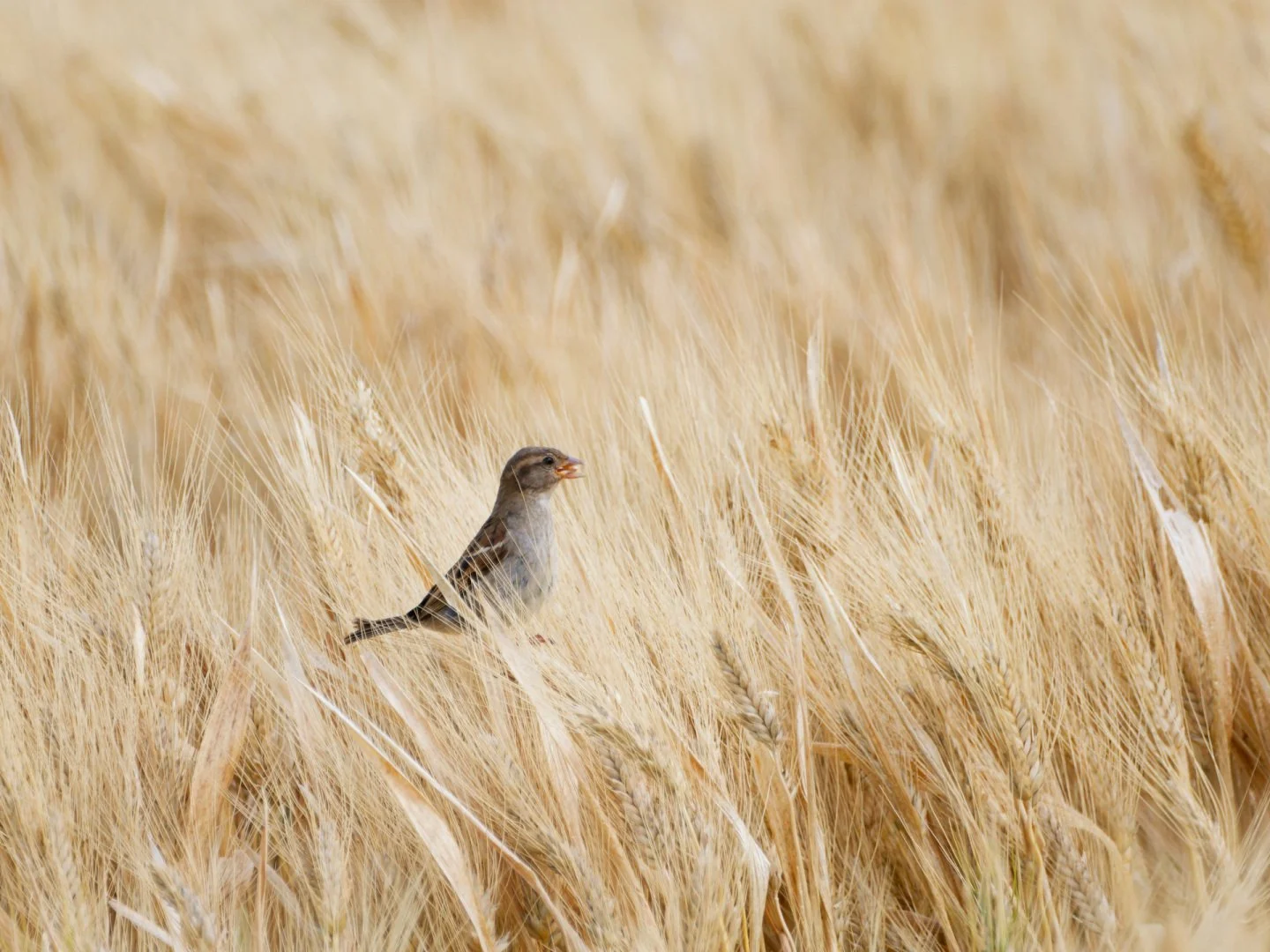 JV-ete-2024-Oiseau-domestique-P6060140_DxO-12.jpg
