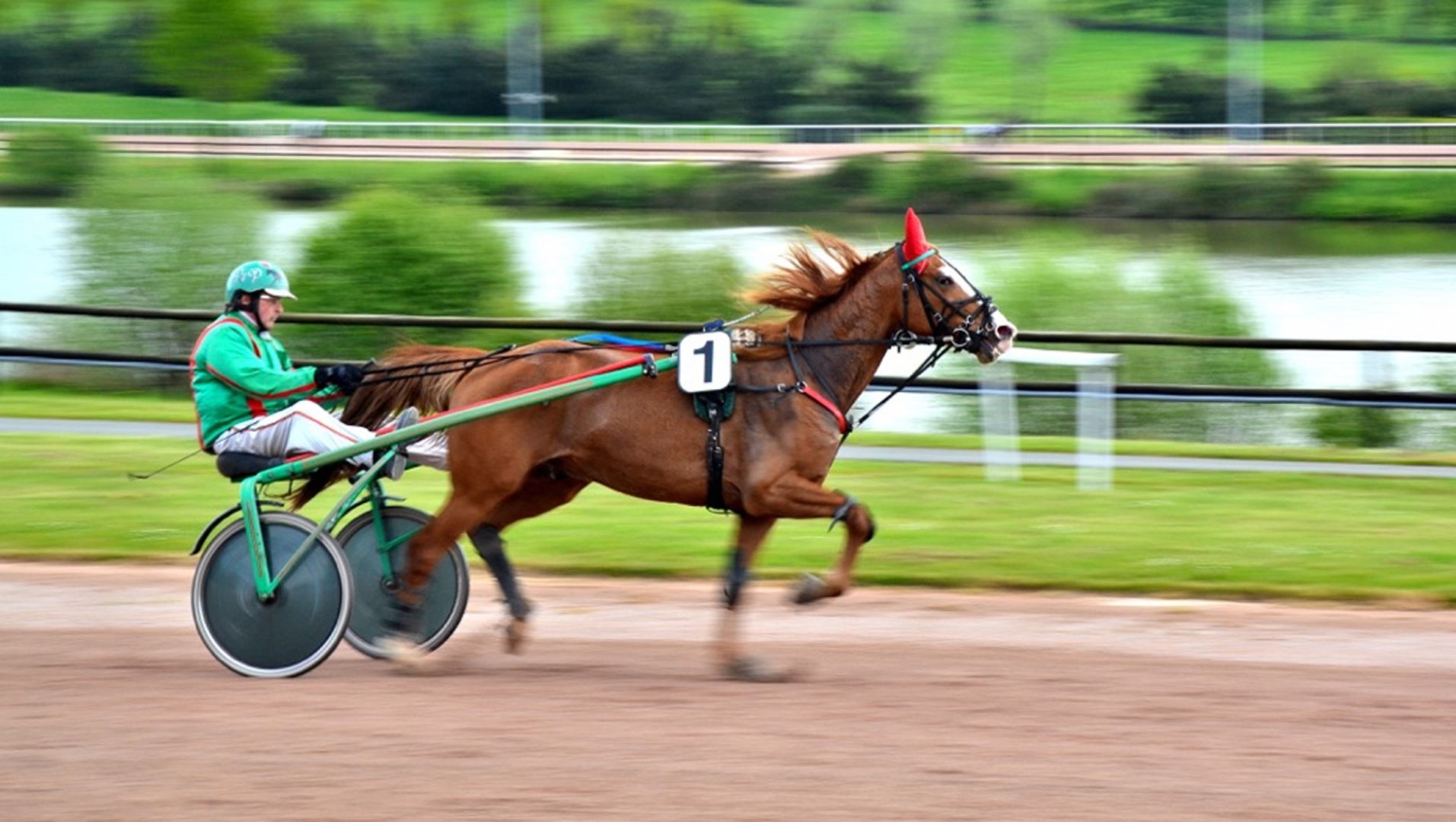 Cheval-ASSIM-DES-GLÉNAN.jpg