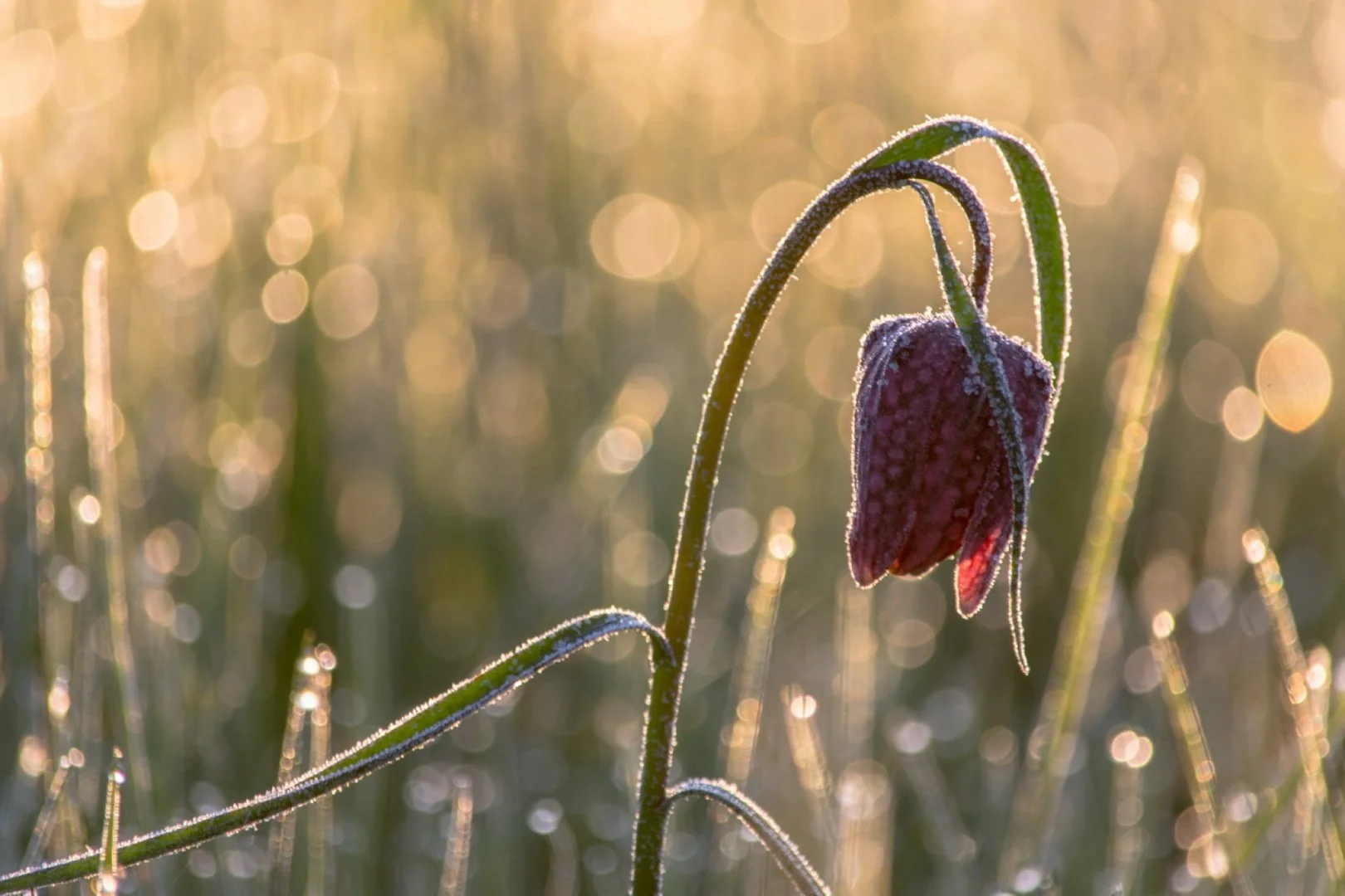 Fritillaire-03.jpg