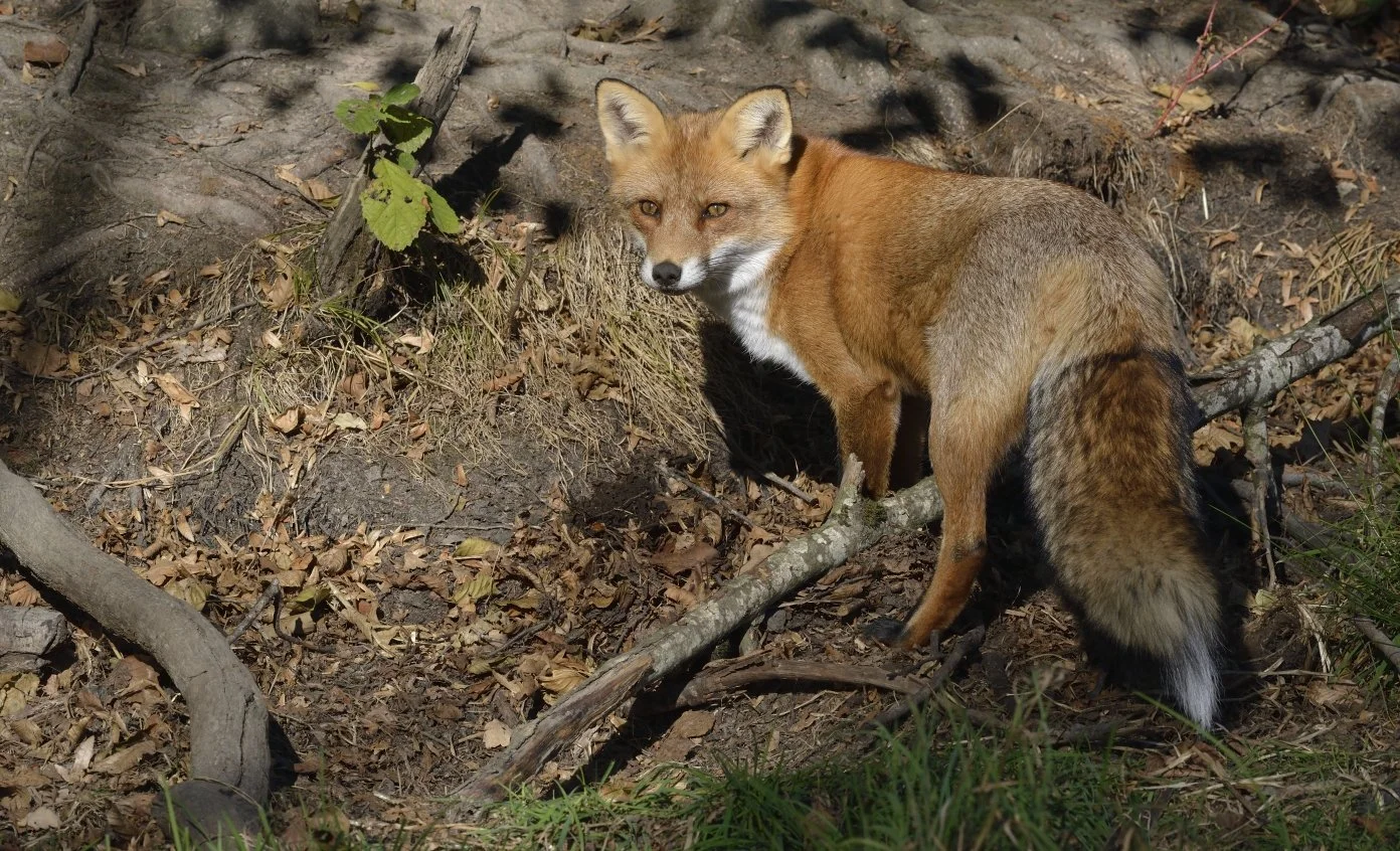 RP-10.2018.08_DSC2007-.JPG